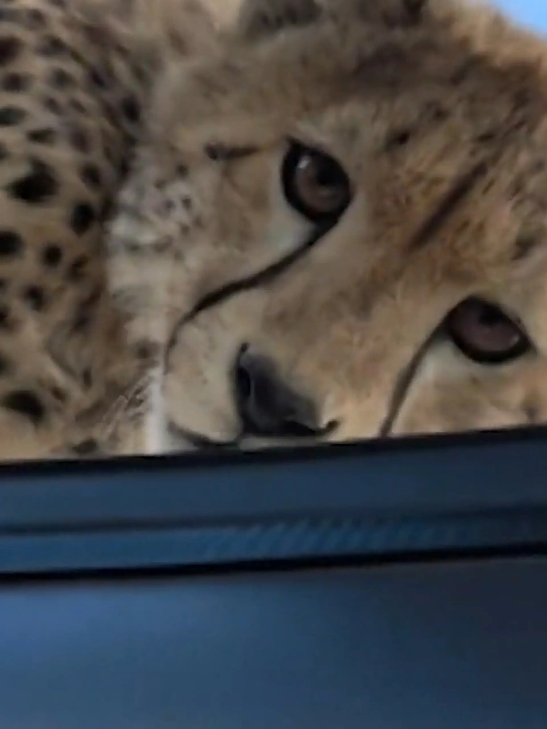 Bild zu: "Raubkatzen direkt über ihren Köpfen! Geparden-Familie kommt Touristen gefährlich nahe"