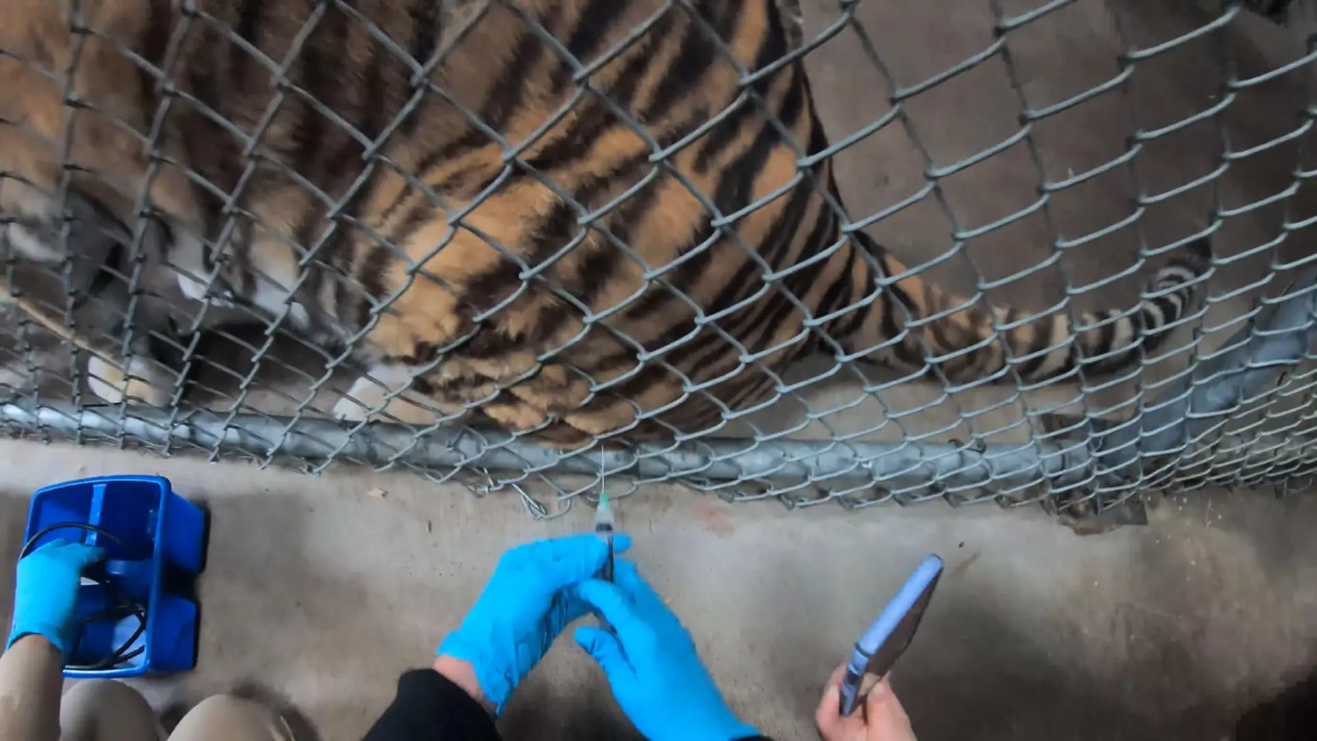 HANDOUT - 02.07.2021, USA, Oakland: Mitarbeiter des Zoos von Oakland in Kalifornien verabreichen dem hinteren Teil eines Tigers eine Dosis Impfstoff gegen Corona während der vorderen Teil eine Belohnung bekommt. So haben die Tiere gelernt, leichte Behandlungen durch einen Tierarzt am Schutzzaun mitzumachen. Der Zoo hat damit begonnen, Tiere wie Tiger, Bären, Pumas und Frettchen gegen Covid-19 zu impfen. Nach Mitteilung des Zoos soll der experimentelle Impfstoff des US-Herstellers Zoetis als nächstes Affen, Fruchtfledermäusen und Schweinen verabreicht werden. Foto: Isabella Linares/Zoo Oakland/dpa +++ dpa-Bildfunk +++