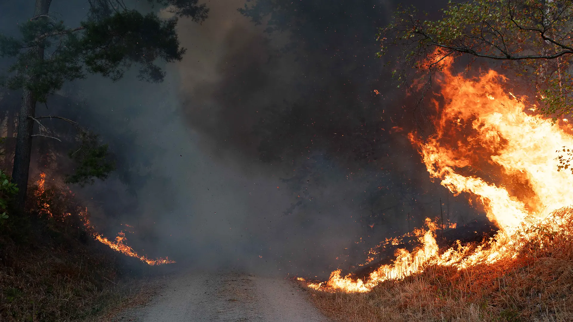 Flammen sind am Rand eines Waldwegs im Hürtgenwald zu sehen. Wegen eines Waldbrandes in der Gemeinde Hürtgenwald wird der Ortsteil Gey evakuiert.