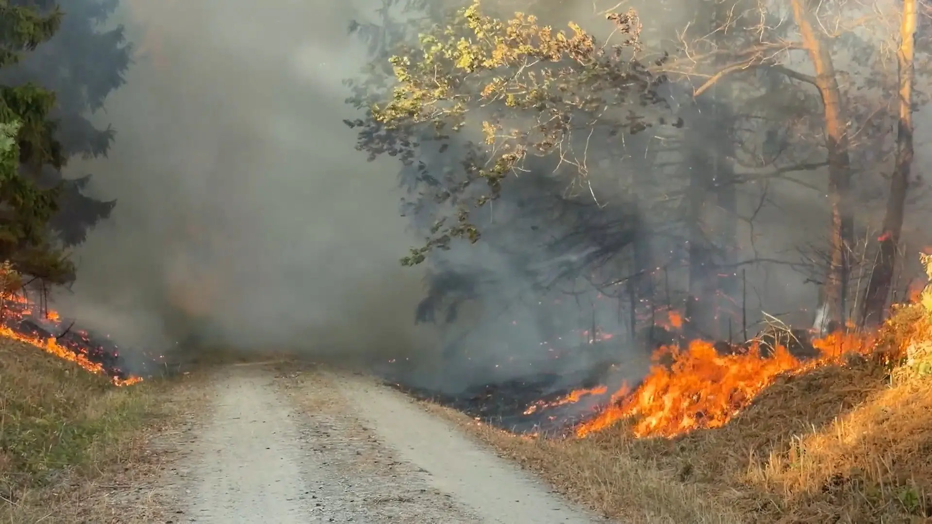 300 Hektar Wald in Flammen! 1800 Menschen aus ihren Häusern geholt Waldbrand außer Kontrolle