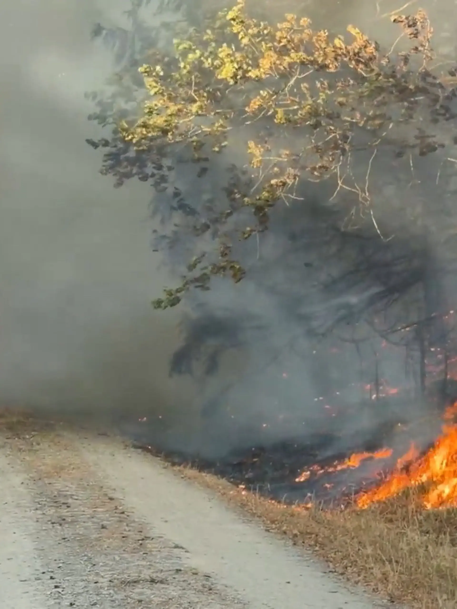 Bild zu: "300 Hektar Wald in Flammen! 1800 Menschen aus ihren Häusern geholt"