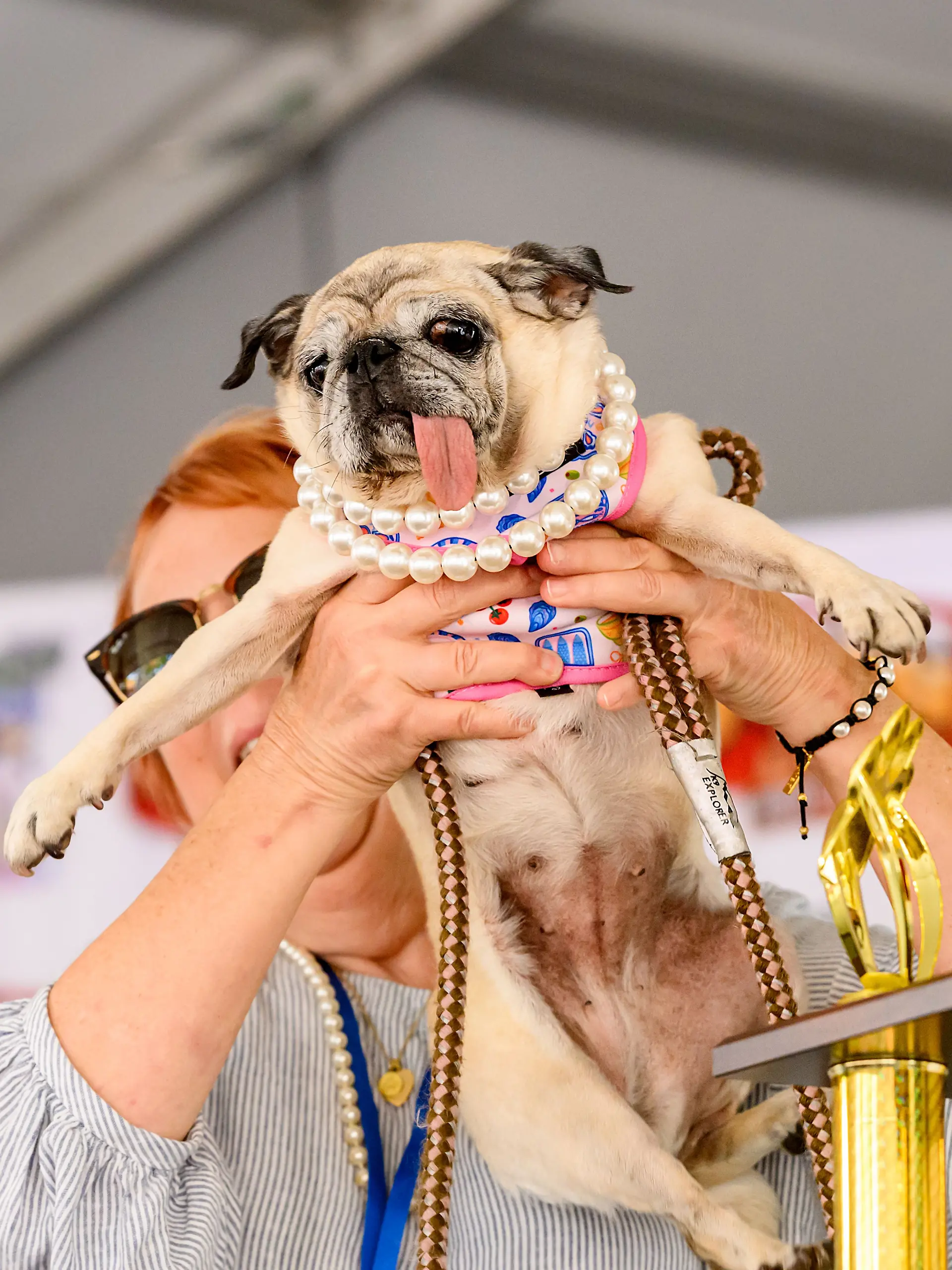 Jinny Lu ist der „hässlichste Hund der Welt”.