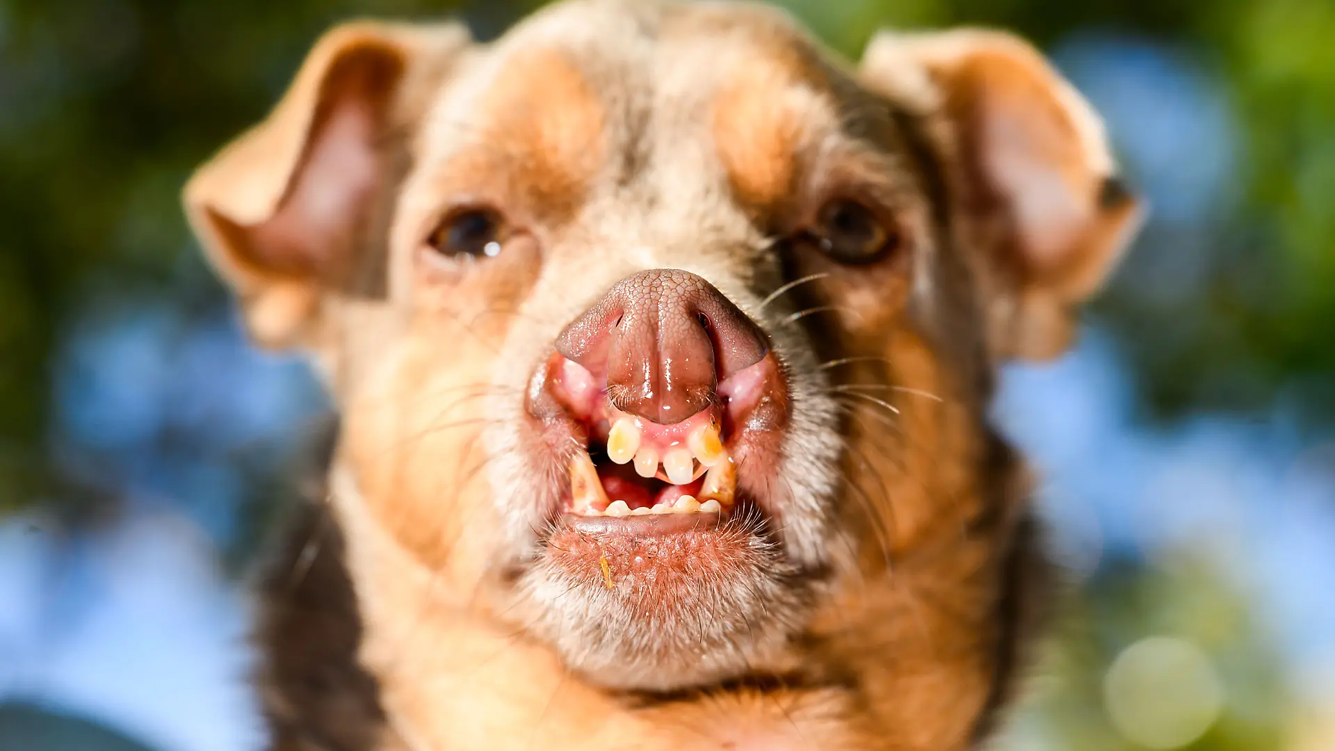Hässlichster Hund Wettbewerb