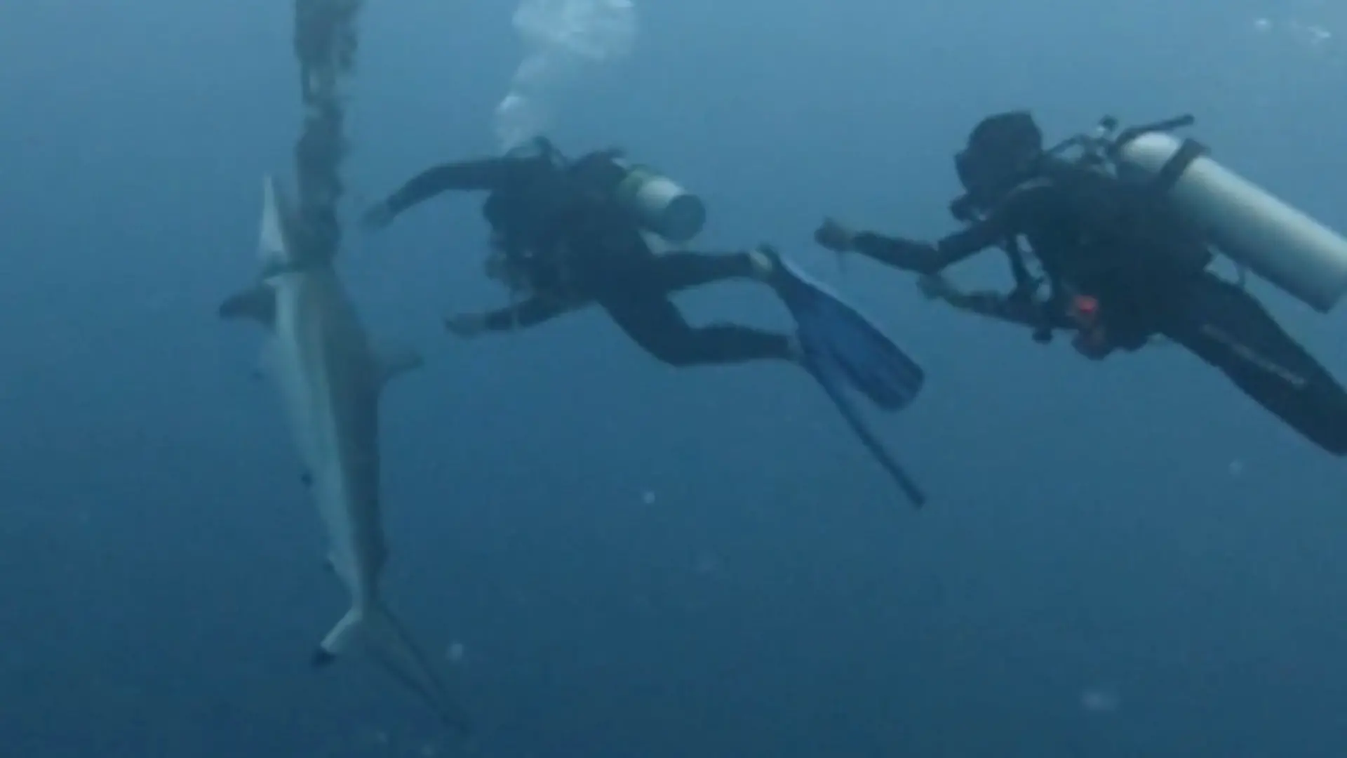 Hai kämpft um sein Leben – dann wagen Taucher DIESE Rettungsaktion! Drama unter Wasser