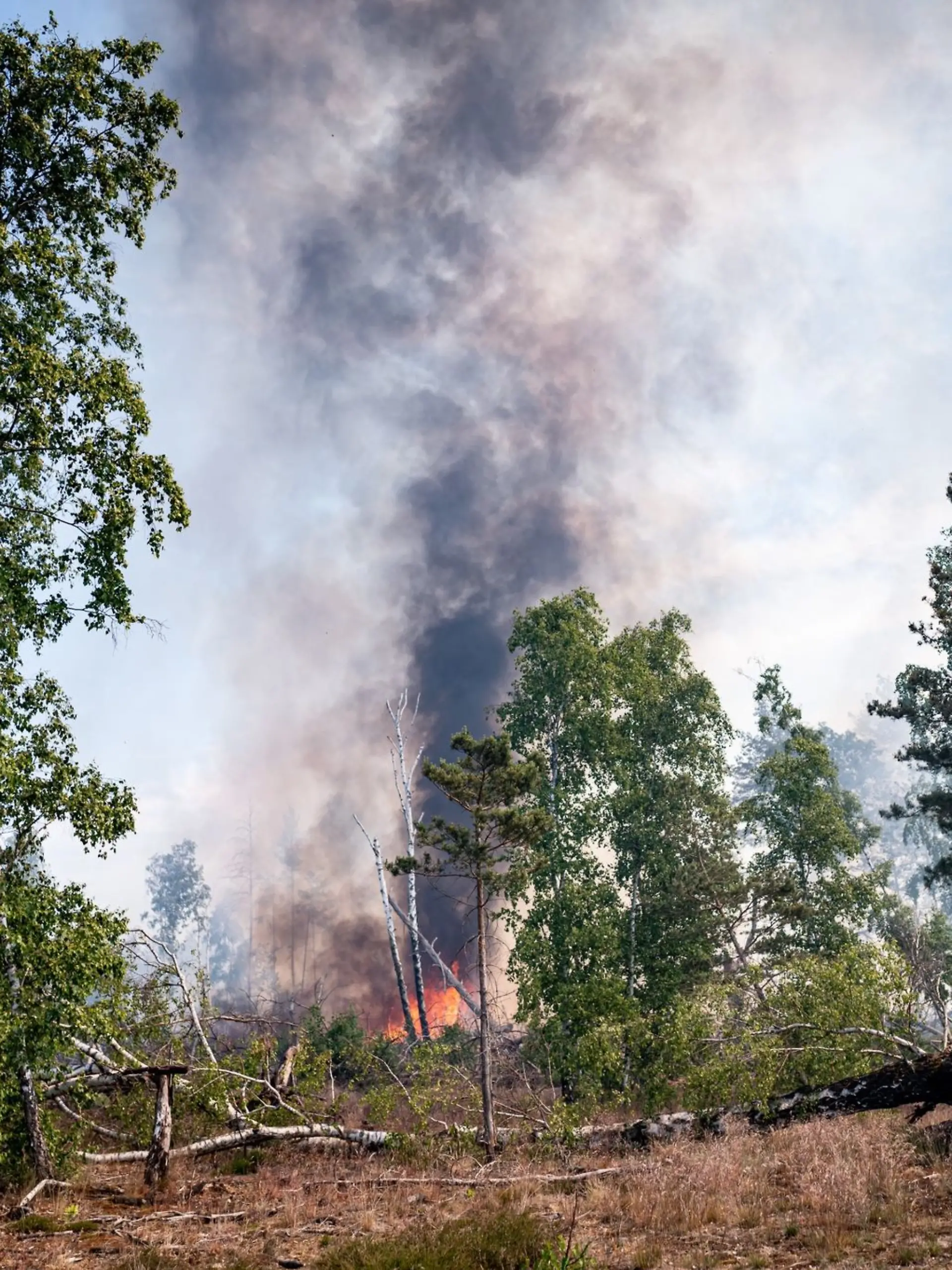 Es brennt: Die Waldbrandgefahr ist in Deutschland derzeit hoch. Ursachen sind die hohen Temperaturen, geringe Luftfeuchtigkeit und die vertrocknete Vegetation.
