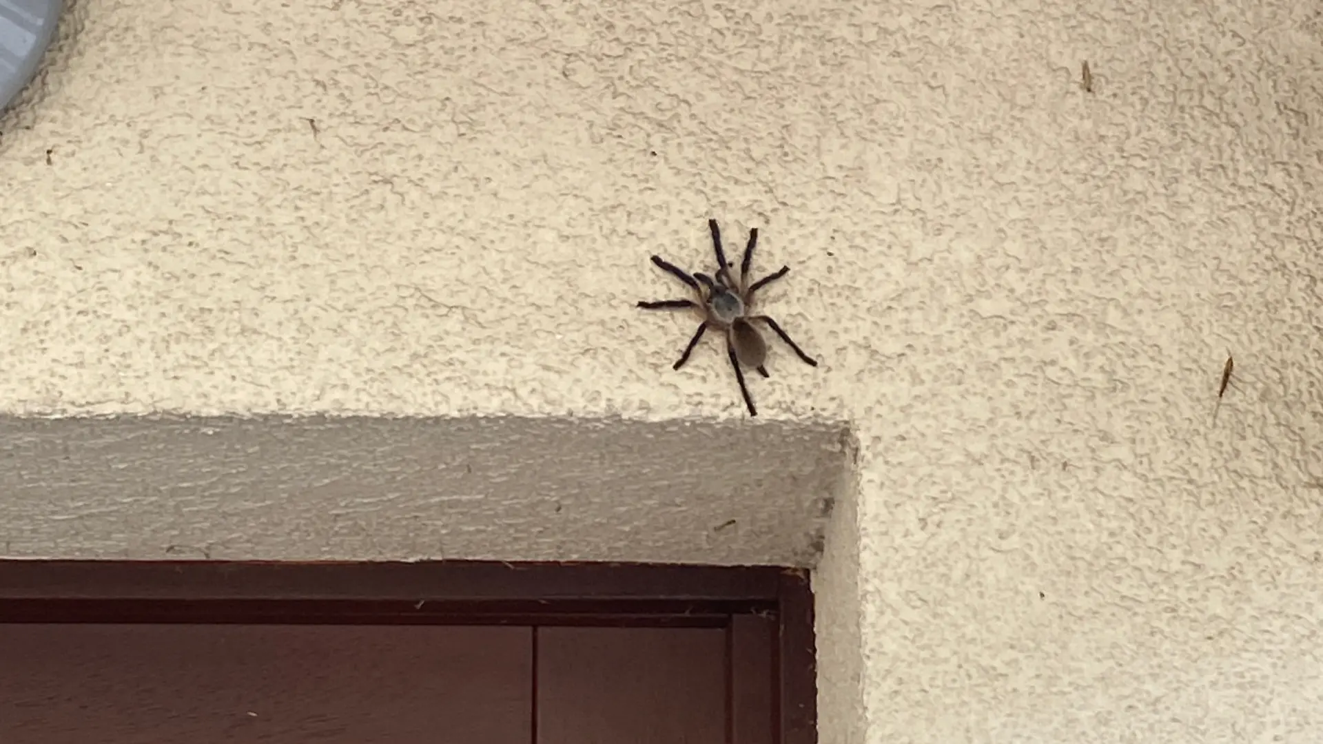 Schreck an der Haustür: Diese Blaue Jemen-Vogelspinne wird an einem Mehrfamilienhaus in Bremen-Osterholz entdeckt.