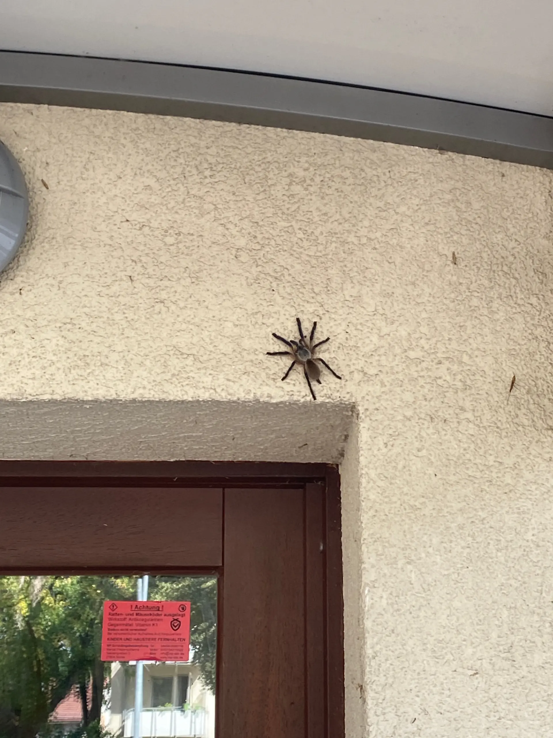 Schreck an der Haustür: Diese Blaue Jemen-Vogelspinne wird an einem Mehrfamilienhaus in Bremen-Osterholz entdeckt.