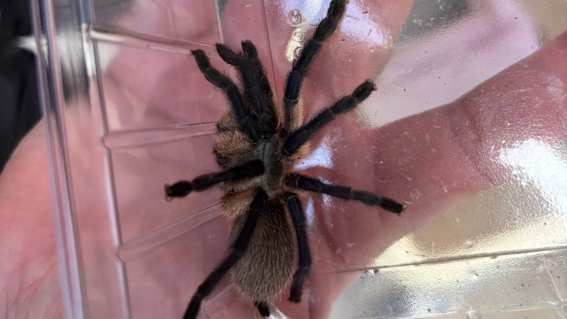 Ein Exotenpfleger des Tierheims Bremen fängt die Vogelspinne ein und bringt sie sicher im Tierheim unter.