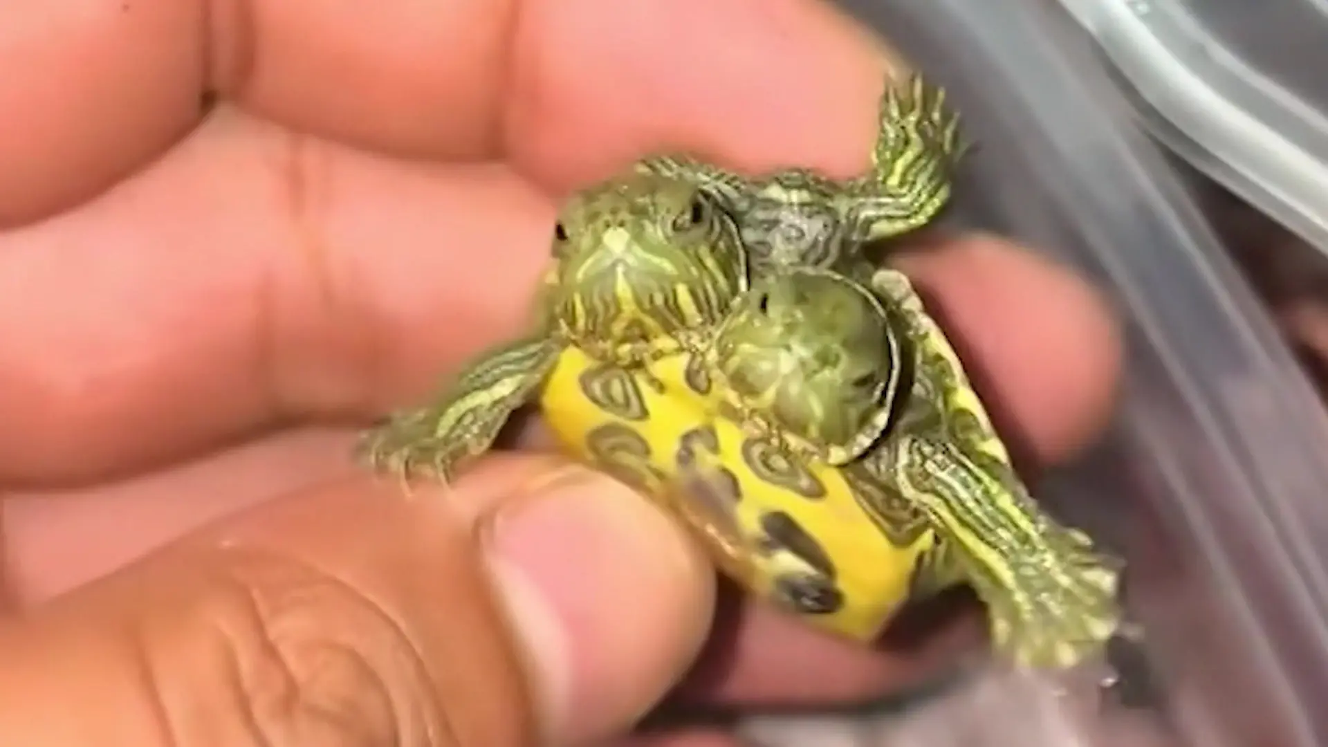 Zwei Köpfe, sechs Beine! Dieses Reptil ist eine echte Seltenheit Schildkröte sorgt für Staunen