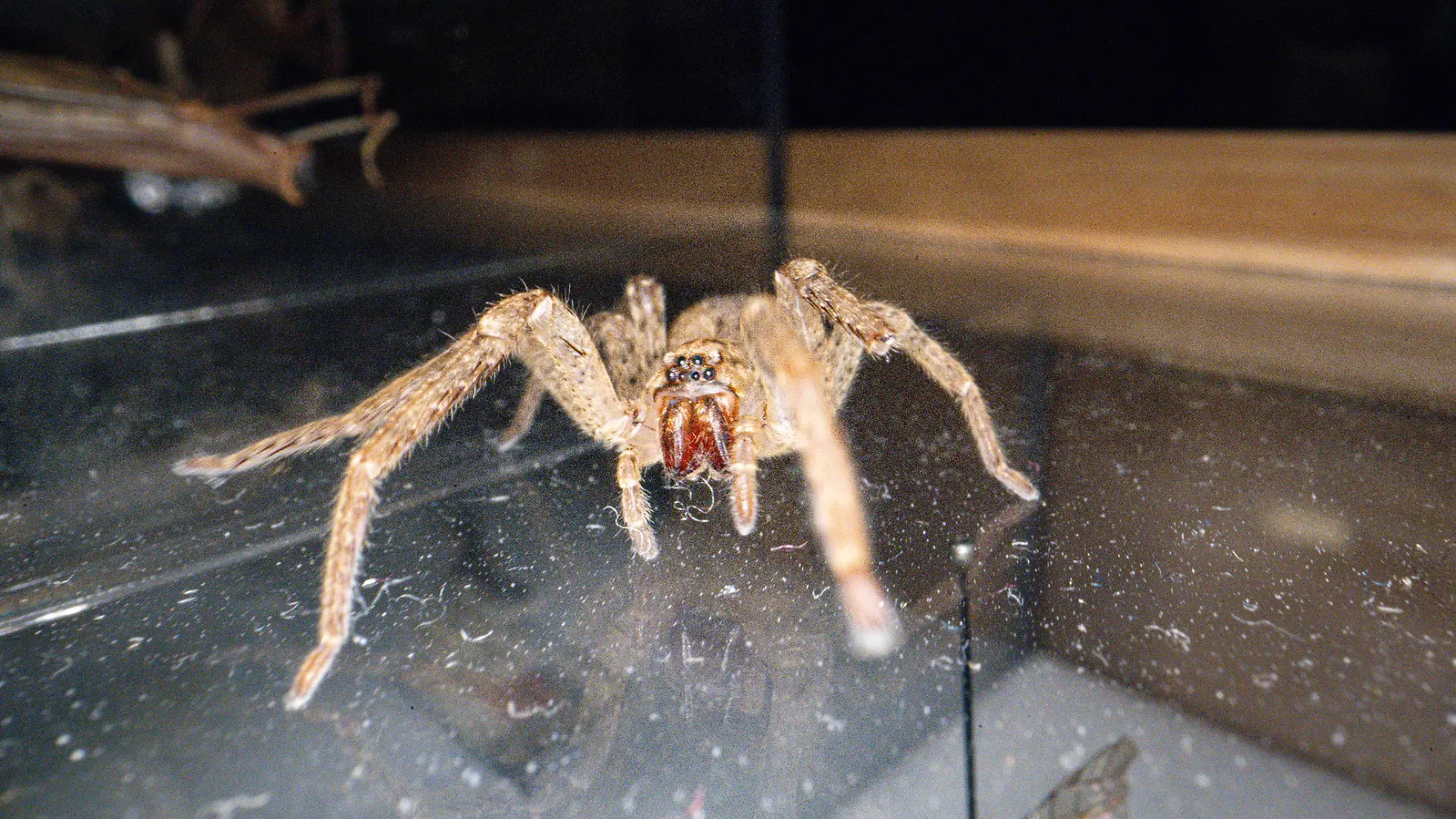 Eine Nosferatu-Spinne
