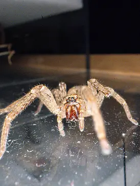 Eine Nosferatu-Spinne