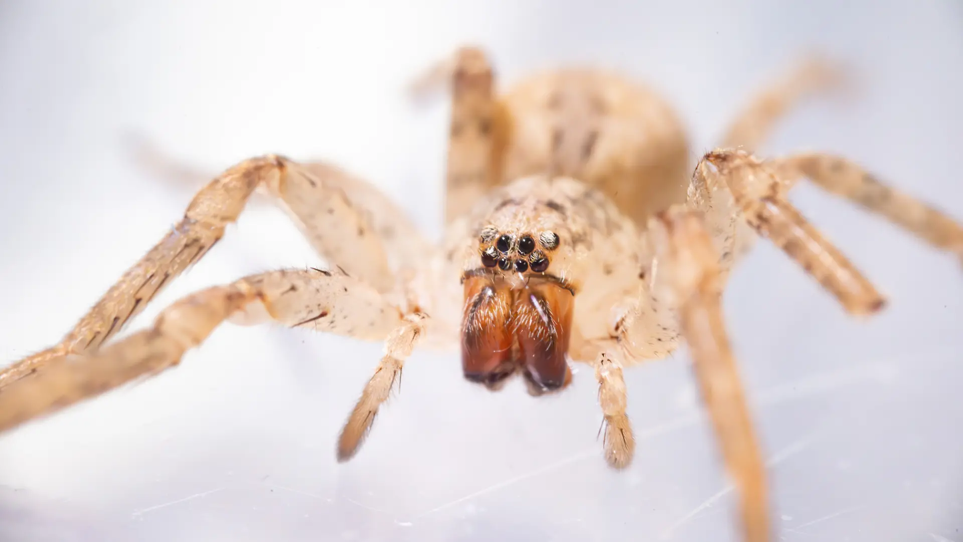 Eine Nosferatu-Spinne