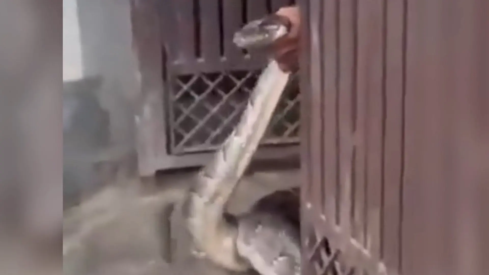 Mit bloßen Händen! Mann fängt 2-Meter-Python – im Hausflur Würgeschlange gefährlich nahe
