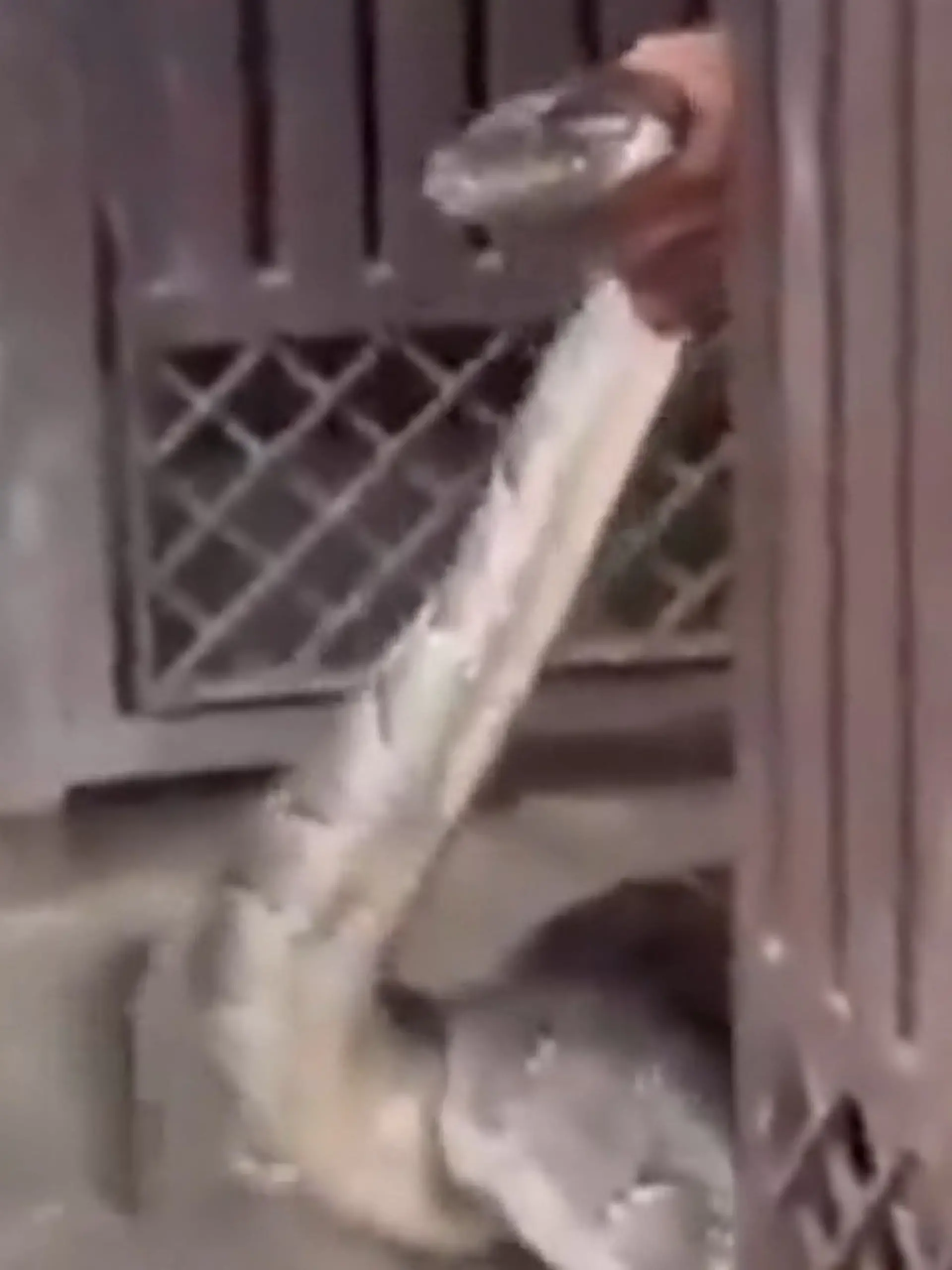 Bild zu: "Mit bloßen Händen! Mann fängt 2-Meter-Python – im Hausflur"