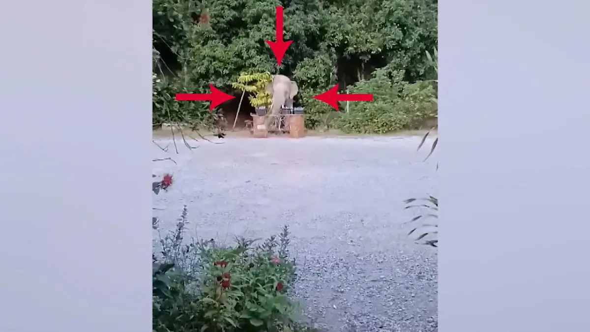 Elefant versteckt sich im Garten Vermasselter Versteck Versuch