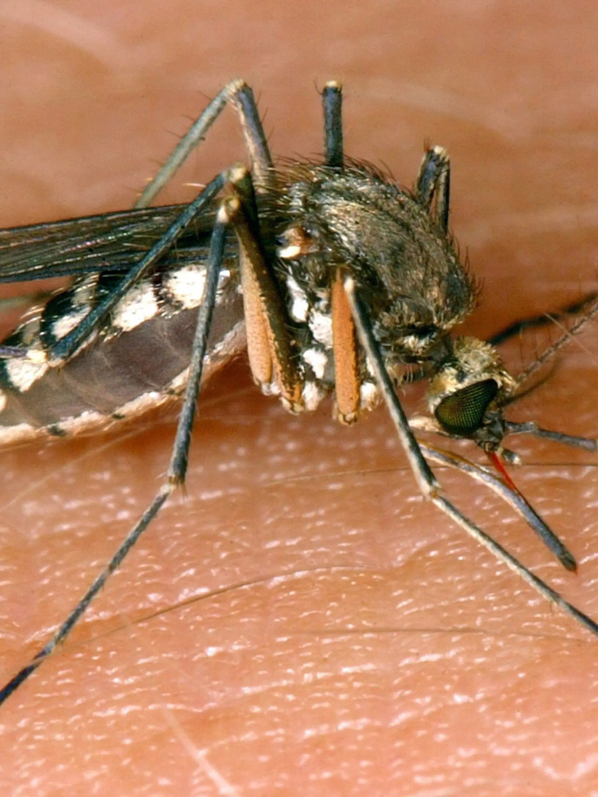 ARCHIV - 30.08.2002, Sachsen-Anhalt, Magdeburg: Eine Mücke saugt Blut aus der Haut. (zu dpa: «Erstmals West-Nil-Virus in Rheinland-Pfalz nachgewiesen») Foto: Andreas Lander/dpa-Zentralbild/dpa +++ dpa-Bildfunk +++