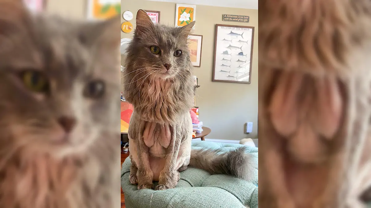 Diese Katze war beim Tier-Friseur und hat dort mal eben einen waschechten Löwen-Haarschnitt verpasst bekommen.