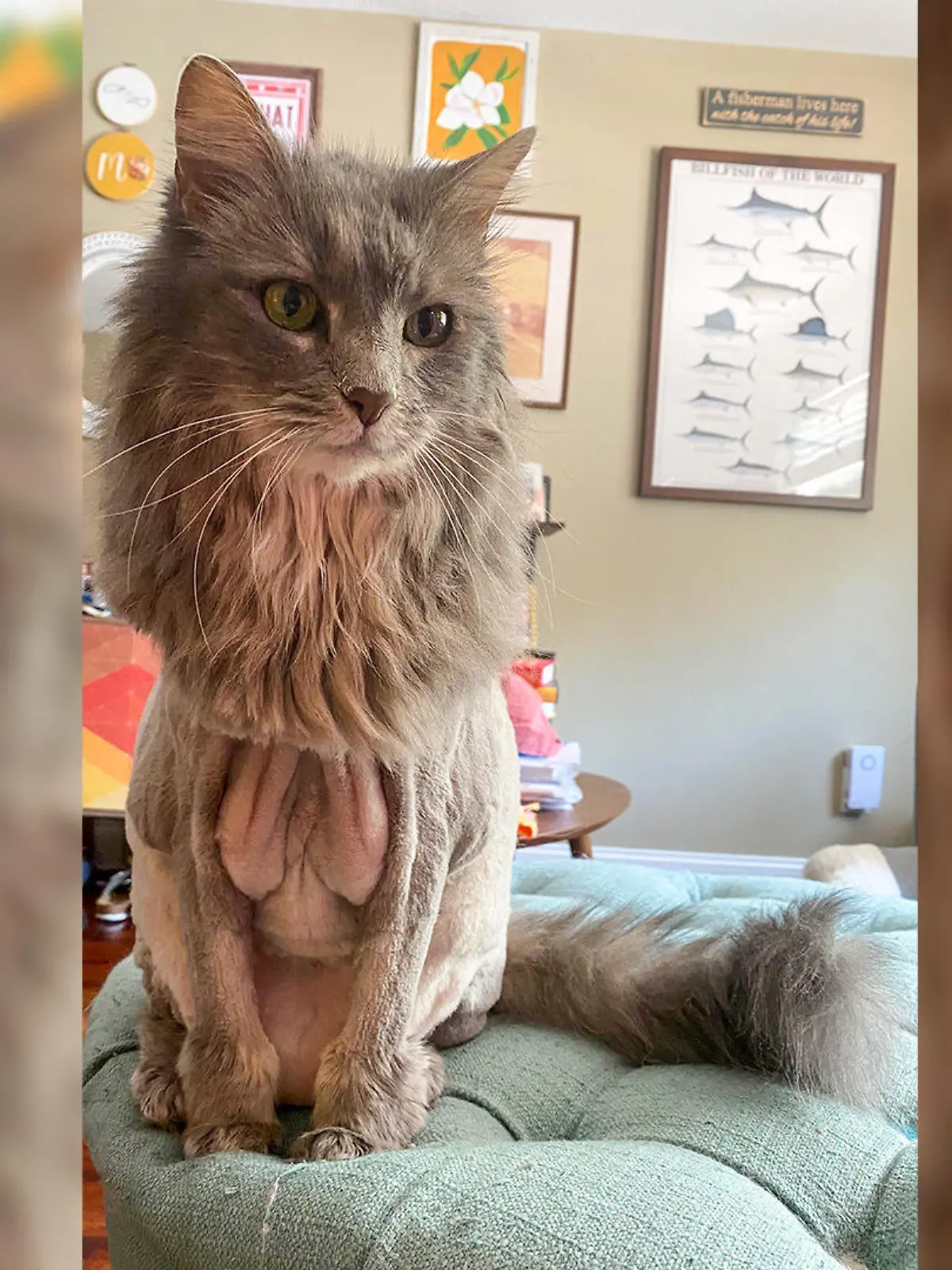 Diese Katze war beim Tier-Friseur und hat dort mal eben einen waschechten Löwen-Haarschnitt verpasst bekommen.