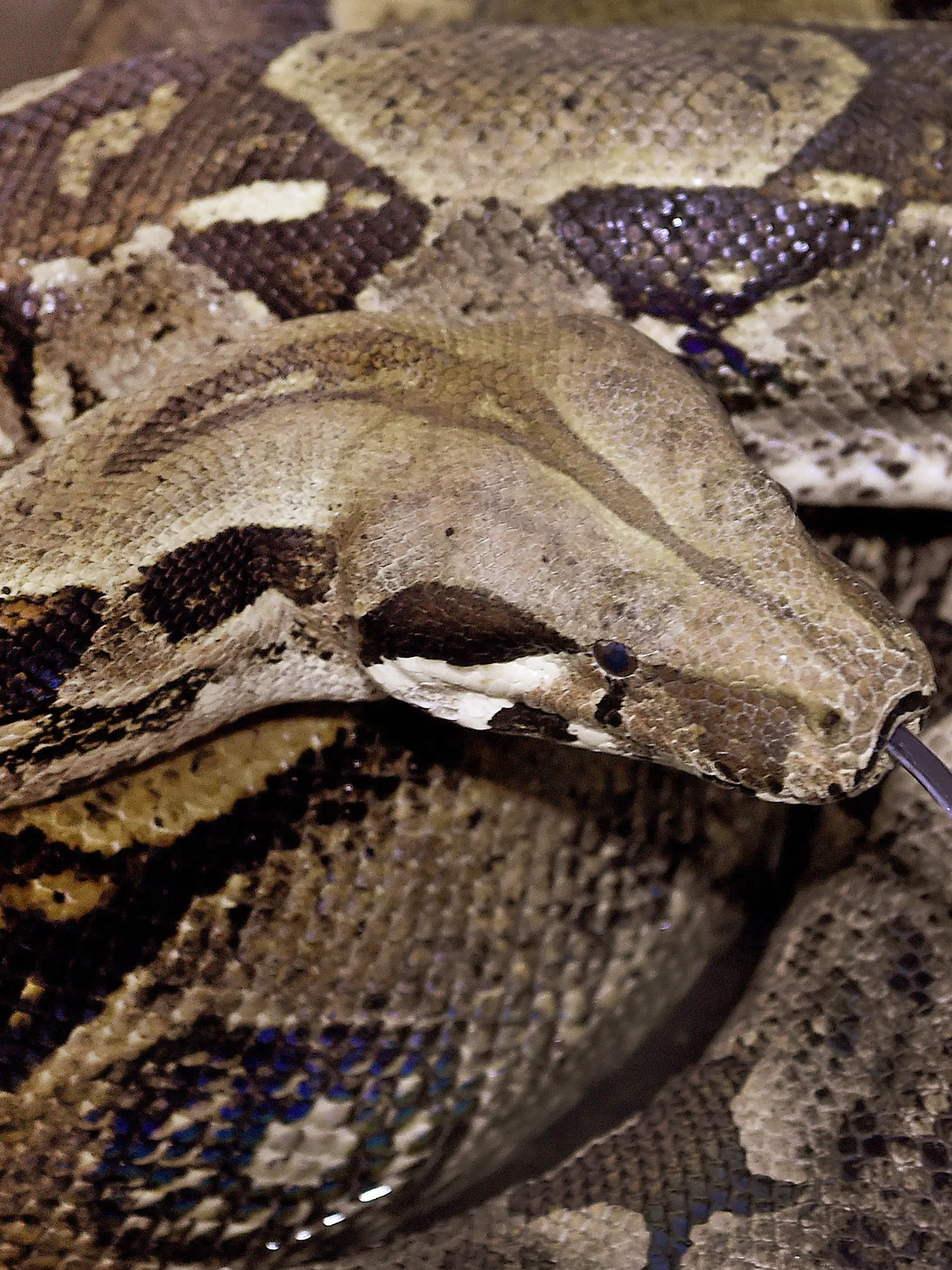 ARCHIV - 02.02.2017, Niedersachsen, Sachsenhagen: Eine Abgottschlange, auch bekannt unter den Namen Königsboa oder Boa constrictor, liegt am 03.02.2017 in einem Käfig der Wildtier- und Artenschutzstation Sachsenhagen (Niedersachsen). (zu dpa: «Überraschender Fund: Franzose entdeckt Boa unter Motorhaube») Foto: Holger Hollemann/dpa +++ dpa-Bildfunk +++