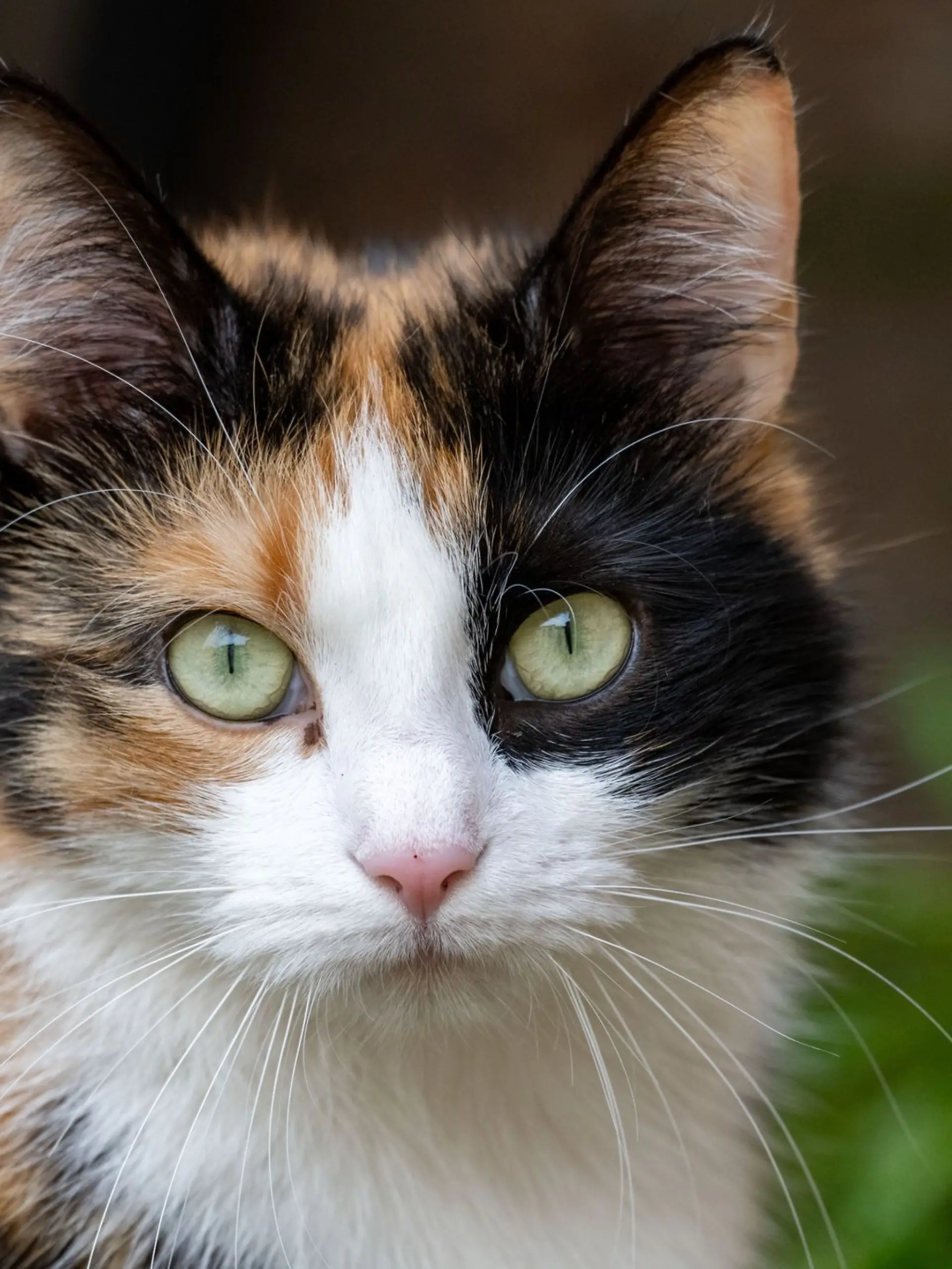 Bild zu: "14 Katzen tot oder verschwunden – Polizei ermittelt in Göttingen"