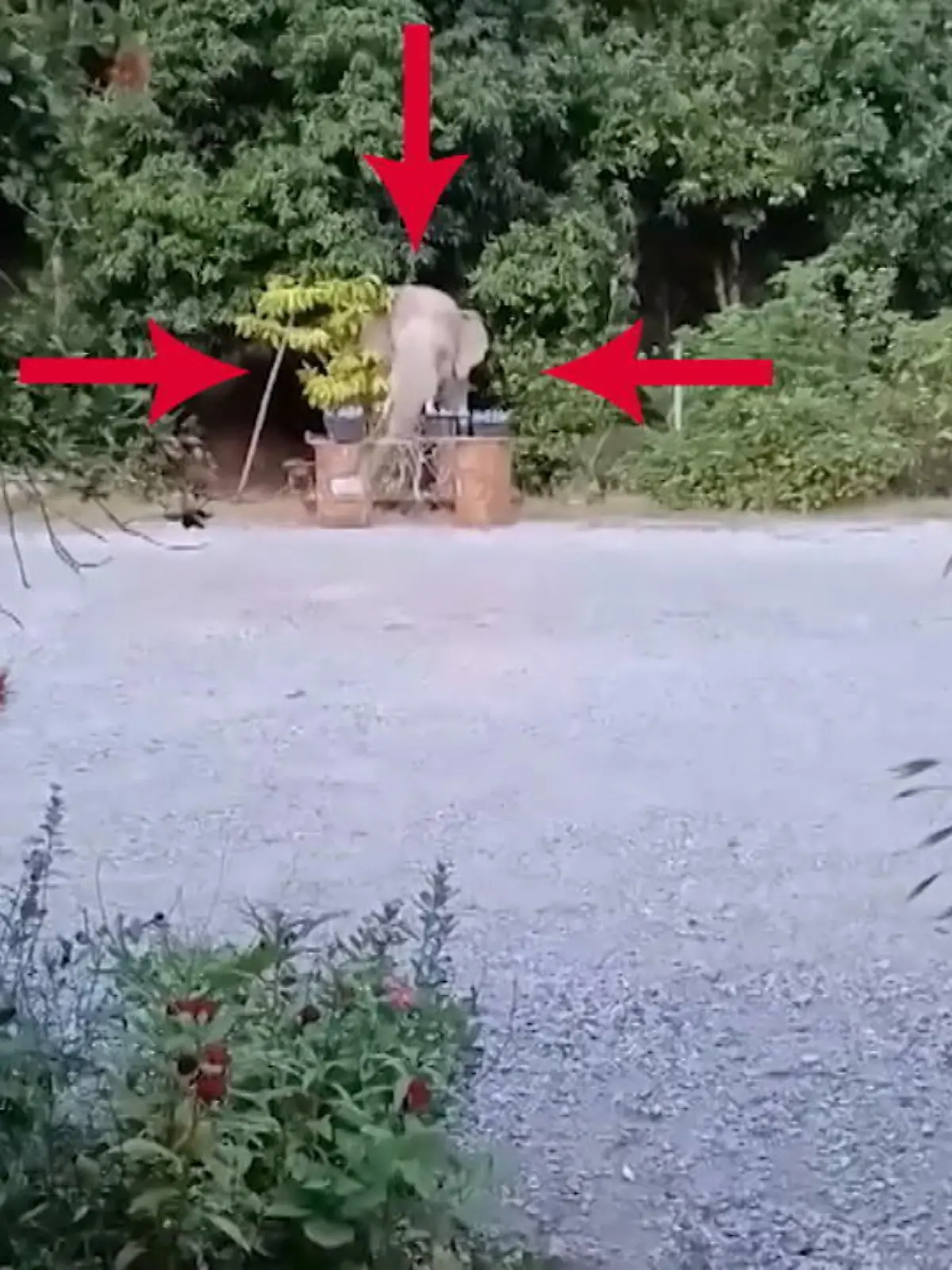 Bild zu: "Elefant versteckt sich hinter Bäumchen"
