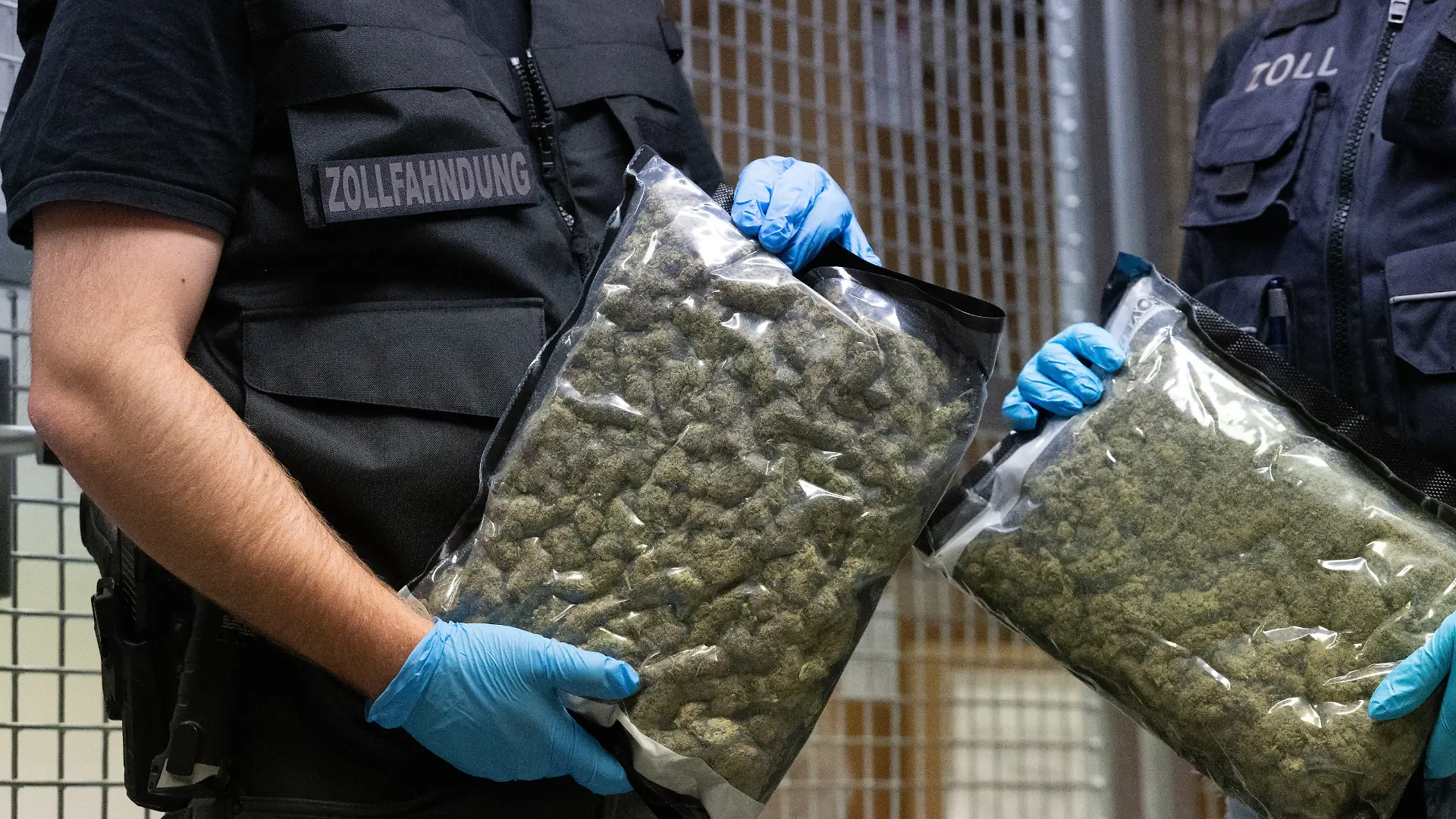 Ein Zollfahnder (l) und eine Zollfahnderin (r) mit blauen Plastikhandschuhen halten Plastikverpackungen mit jeweils etwa 500 Gramm Marihuana-Blütendolden in den Händen. Auf seiner Weste steht „Zollfahndung“, auf ihrer steht „Zoll“.