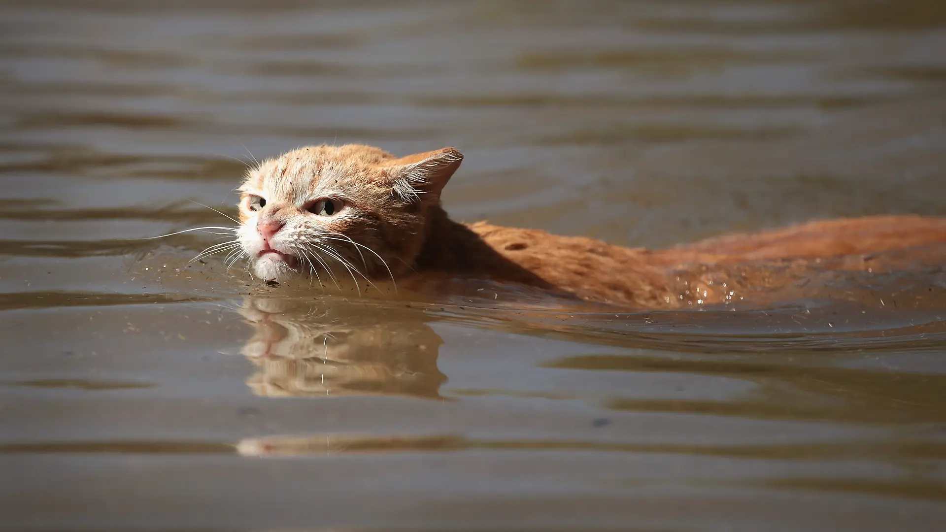 HOUSTON, TX - AUGUST 30: A cat tries to find dry ground around an apartment complex after it was inundated with water following Hurricane Harvey on August 30, 2017 in Houston, Texas. Harvey, which made landfall north of Corpus Christi August 25, has dumped nearly 50 inches of rain in and around Houston. (Photo by Scott Olson/Getty Images)
