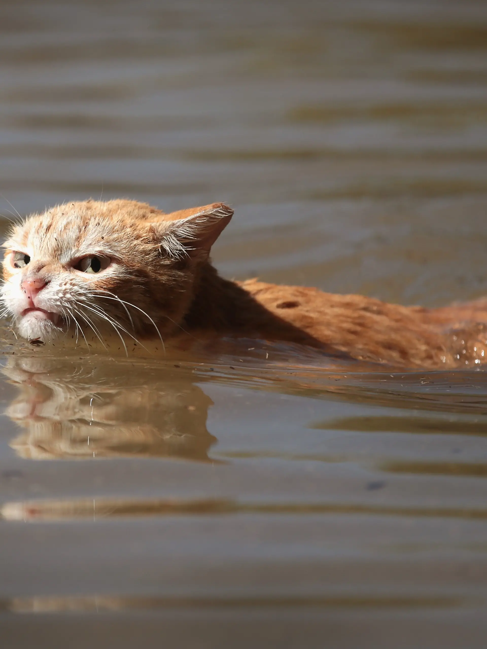 HOUSTON, TX - AUGUST 30: A cat tries to find dry ground around an apartment complex after it was inundated with water following Hurricane Harvey on August 30, 2017 in Houston, Texas. Harvey, which made landfall north of Corpus Christi August 25, has dumped nearly 50 inches of rain in and around Houston. (Photo by Scott Olson/Getty Images)