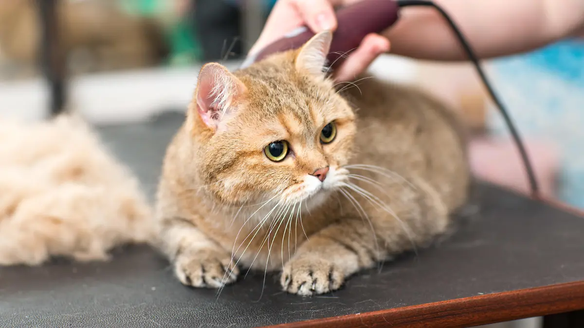 Eine Katze bekommt beim Tier-Friseur eine neue Frisur verpasst.