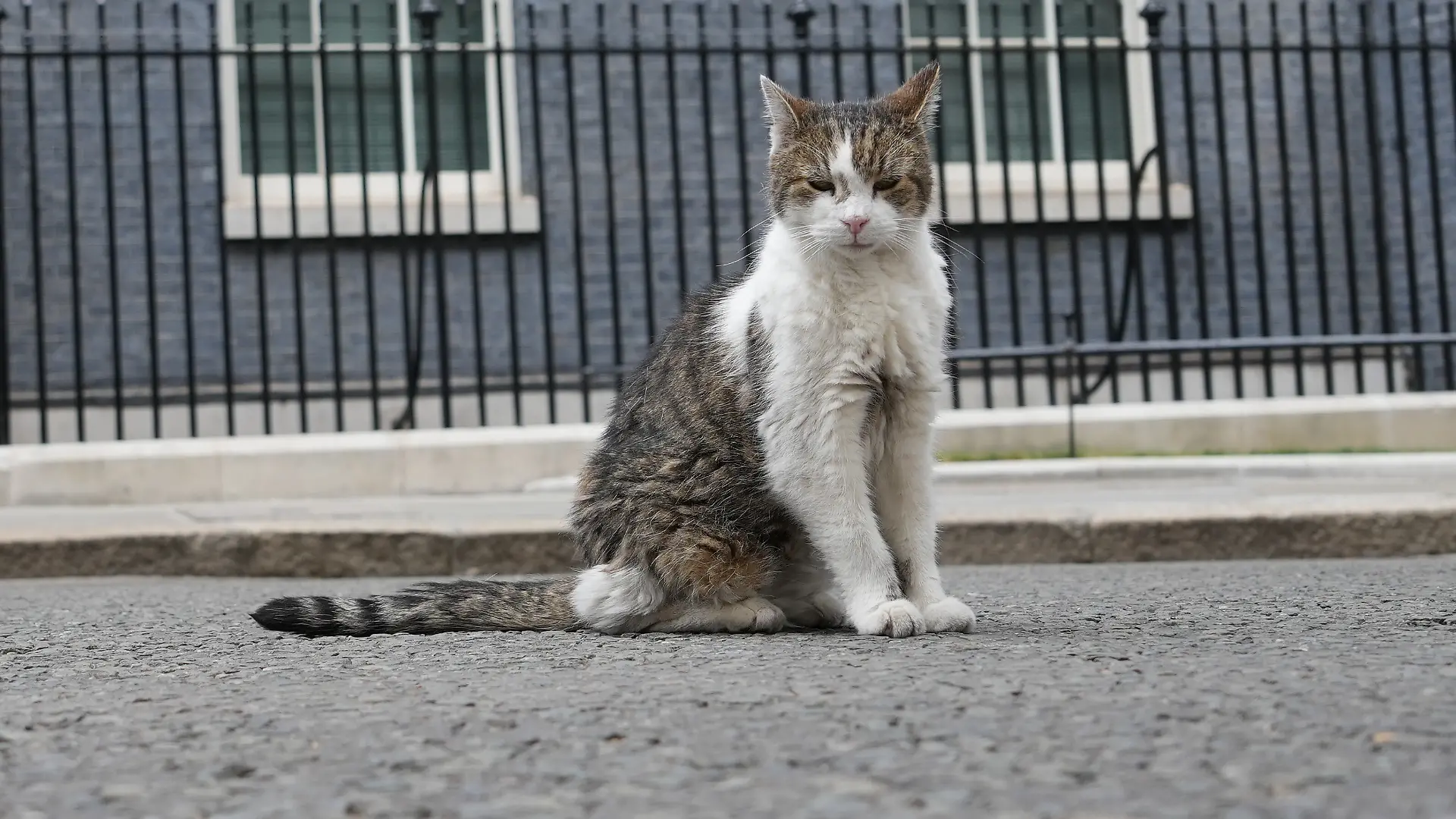 Larry the Cat, Chief Mouser to the Cabinet Office looks towards a mouse that he caught, whilst a Cabinet meeting takes place in Downing Street in London, Tuesday, July 21, 2026. (AP Photo/Kirsty Wigglesworth)