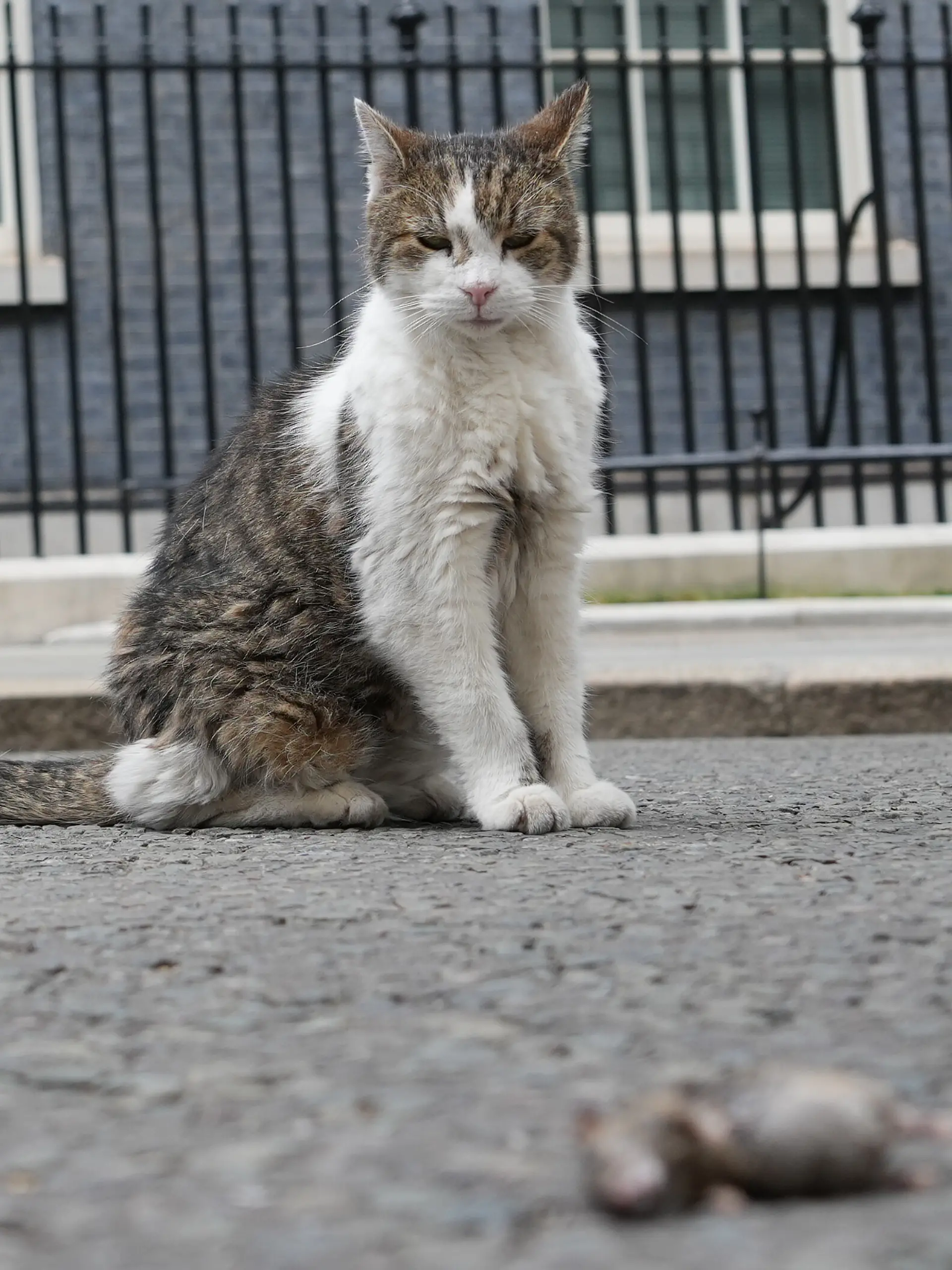 Larry the Cat, Chief Mouser to the Cabinet Office looks towards a mouse that he caught, whilst a Cabinet meeting takes place in Downing Street in London, Tuesday, July 21, 2026. (AP Photo/Kirsty Wigglesworth)