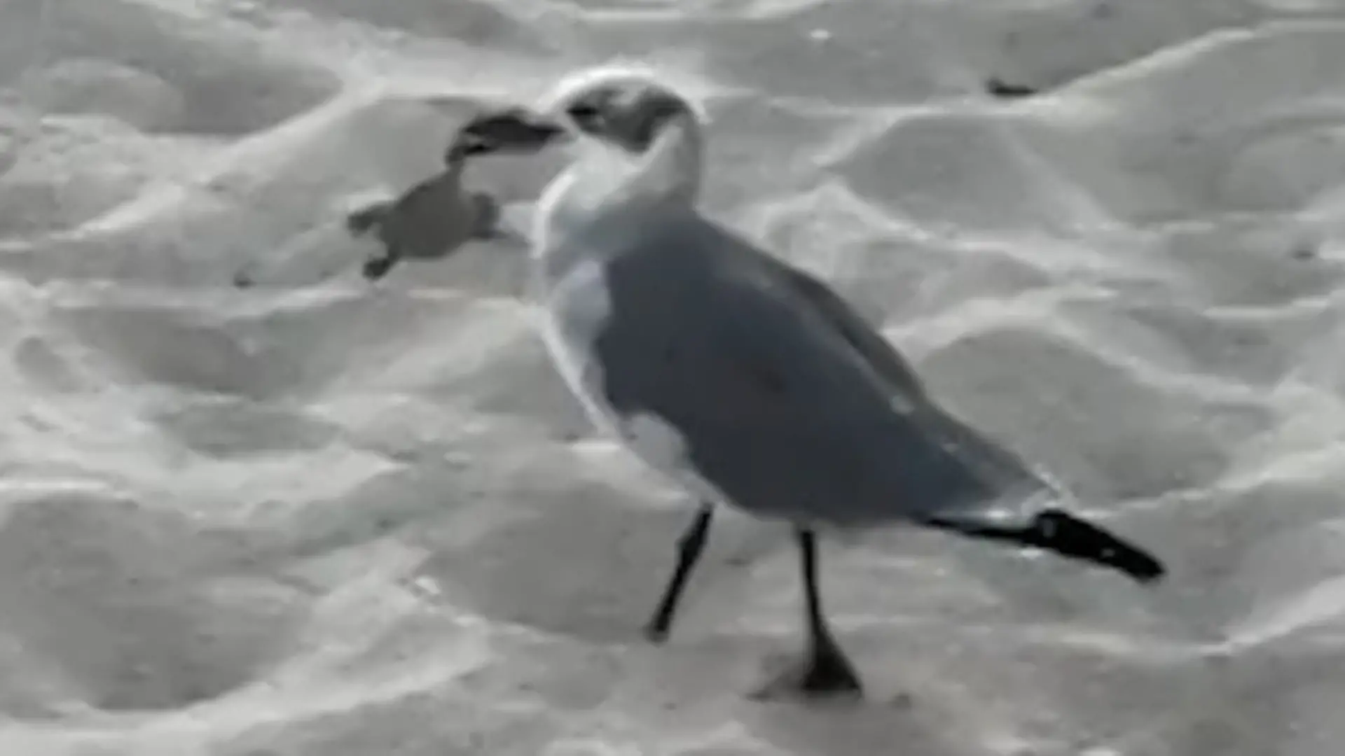 Beute schon im Schnabel! Möwe will Baby-Schildkröte fressen – dann greift Touristin ein Tierisches Strand-Drama
