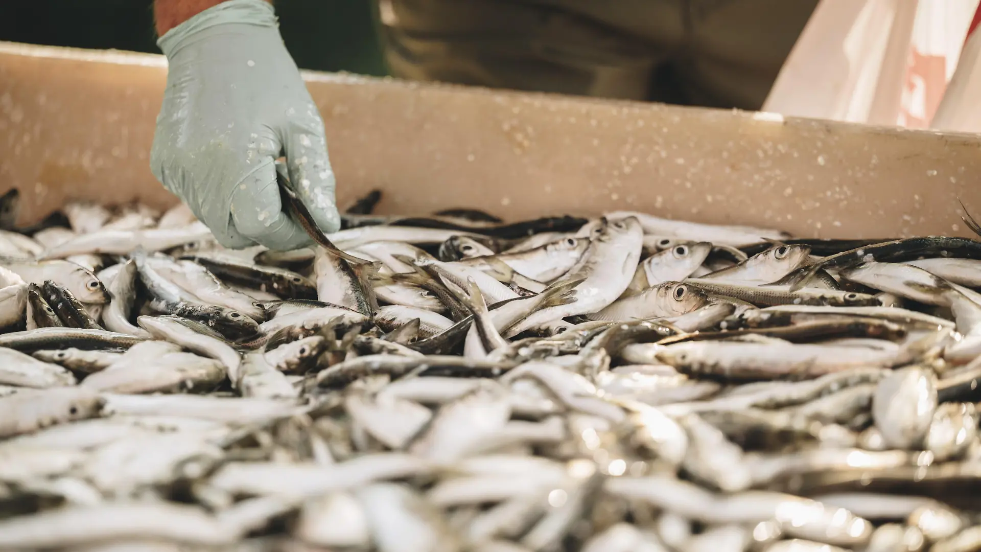 Ein Fischer mit Handschuhen sortiert frisch gefangenen Hering in einer Kiste und zeigt traditionelle Fangmethoden in der Ostsee, Region Carnikava, Lettland