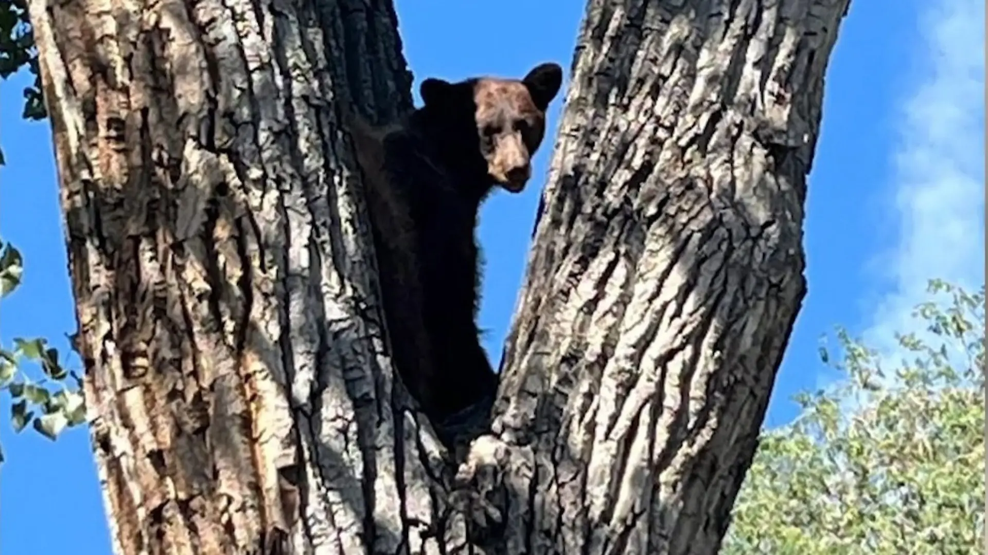Im Wohngebiet! Schwarzbär verschanzt sich auf Baum – dann fällt ein Schuss Raubtier schockt Anwohner