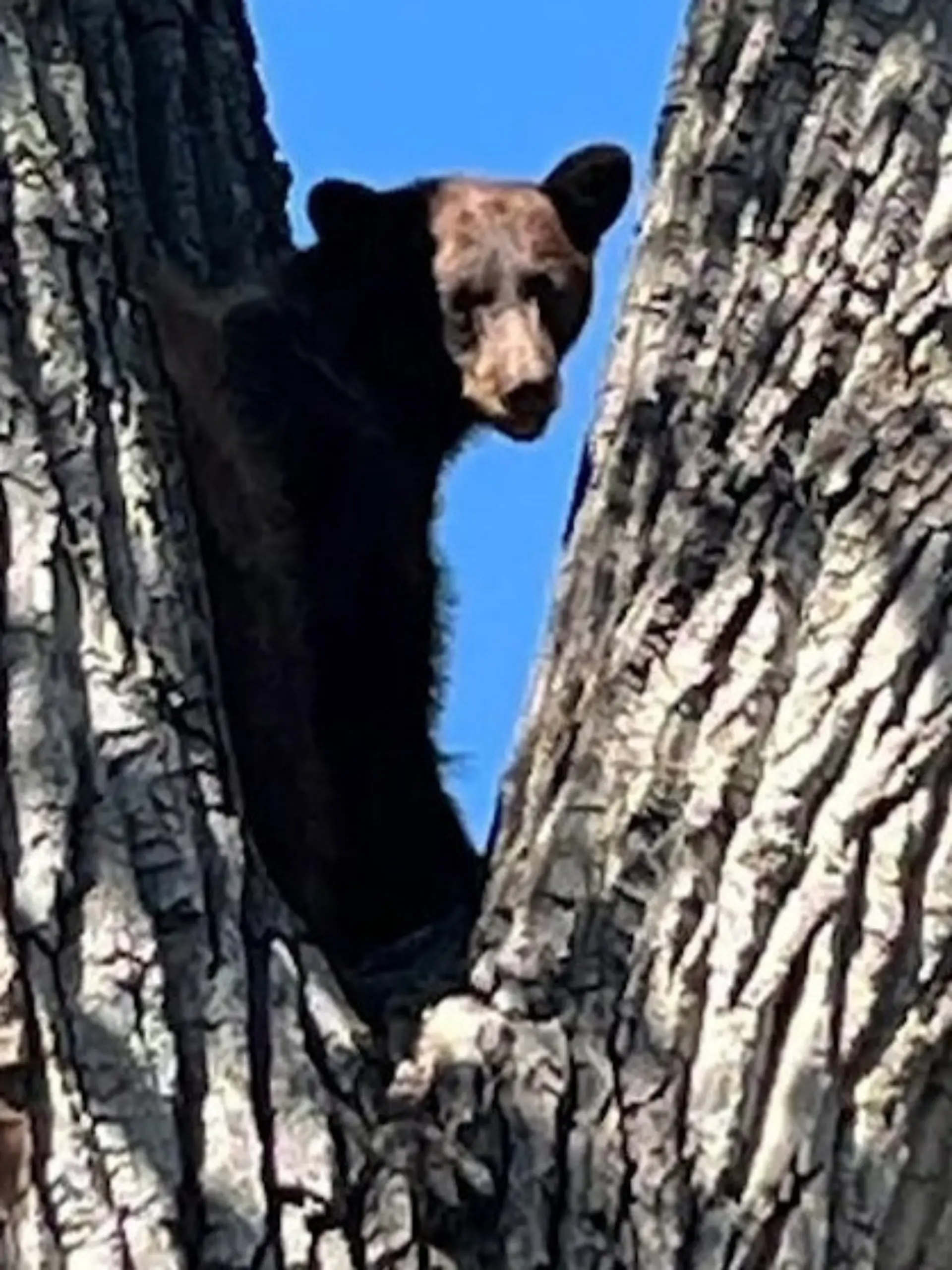 Bild zu: "Im Wohngebiet! Schwarzbär verschanzt sich auf Baum – dann fällt ein Schuss"