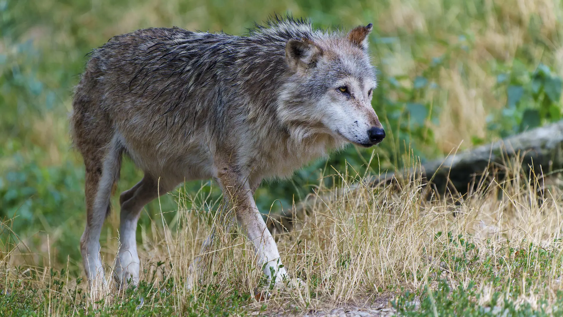 Ein Wolf in seiner natürlichen Waldumgebung