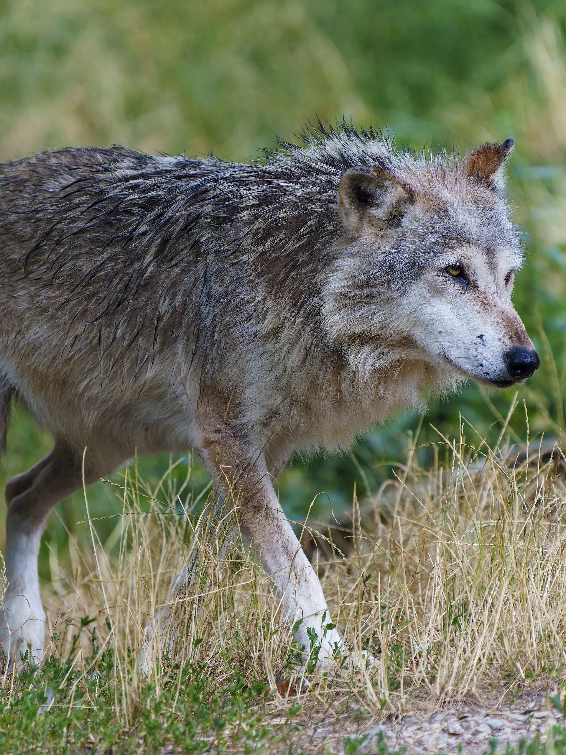 Ein Wolf in seiner natürlichen Waldumgebung