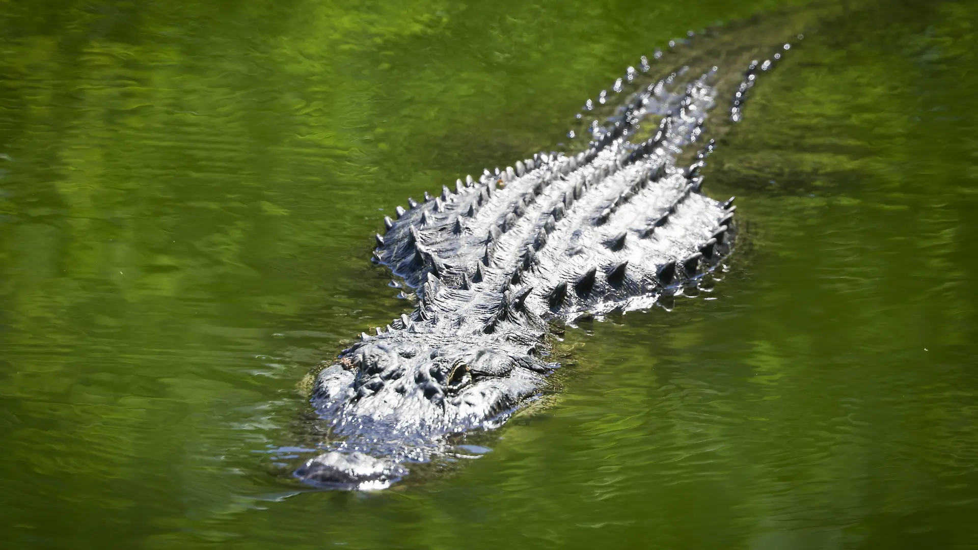 Plötzlich schnappt der Alligator zu!