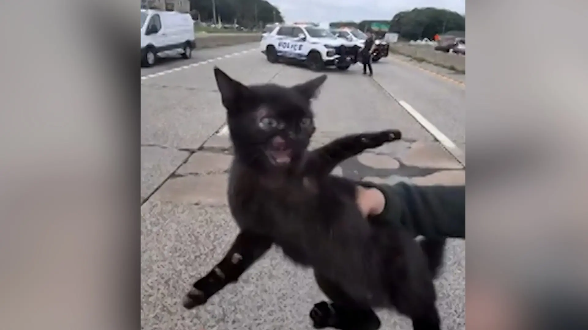 Baby-Katze auf Autobahn! Tierschützer riskiert sein Leben – doch sie fährt die Krallen aus Nimm deine Pfoten weg