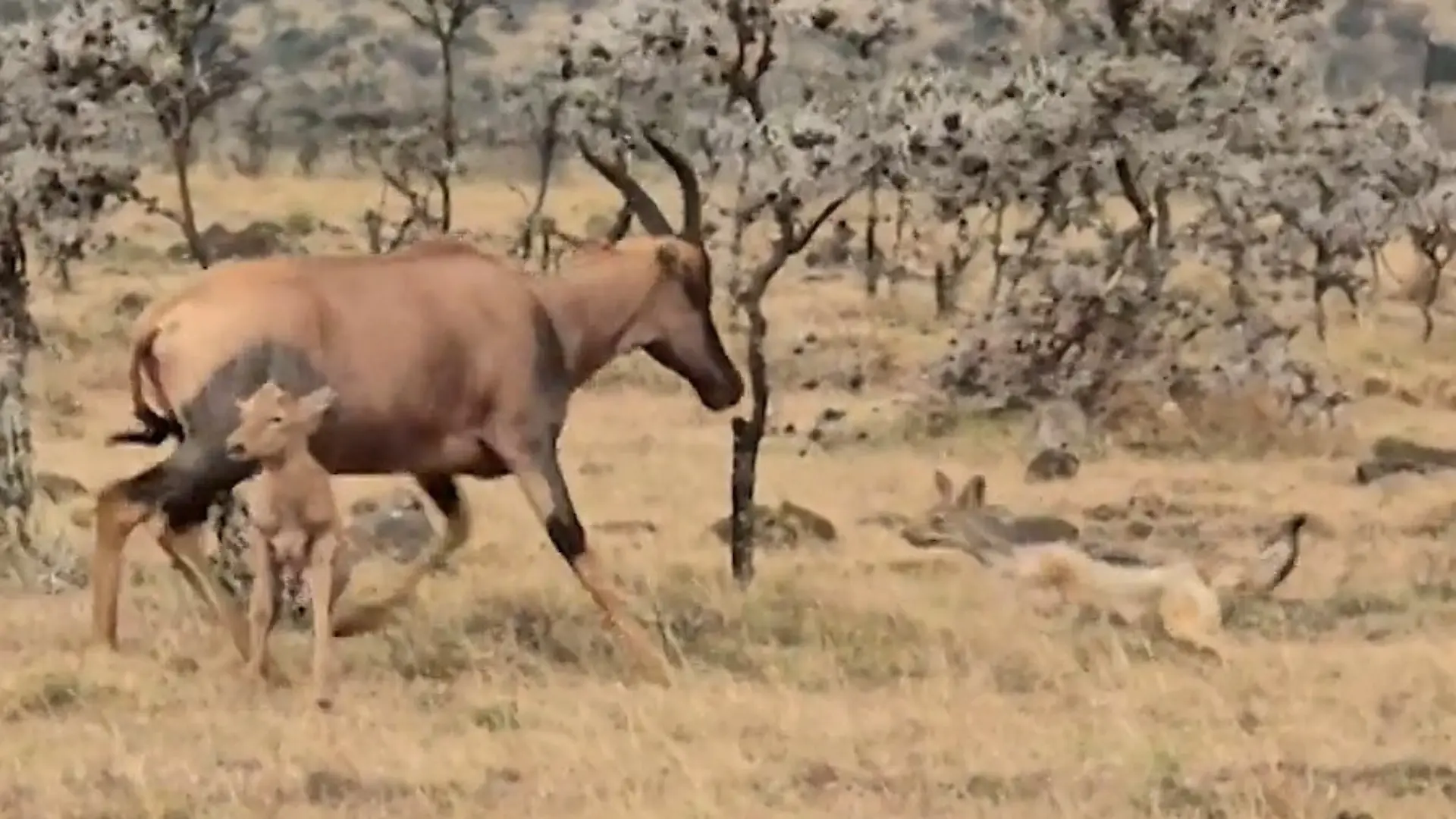Schakale machen Jagd auf Baby-Antilope! Kalb nach Geburt in Todesangst Leg dich nicht mit Mama an
