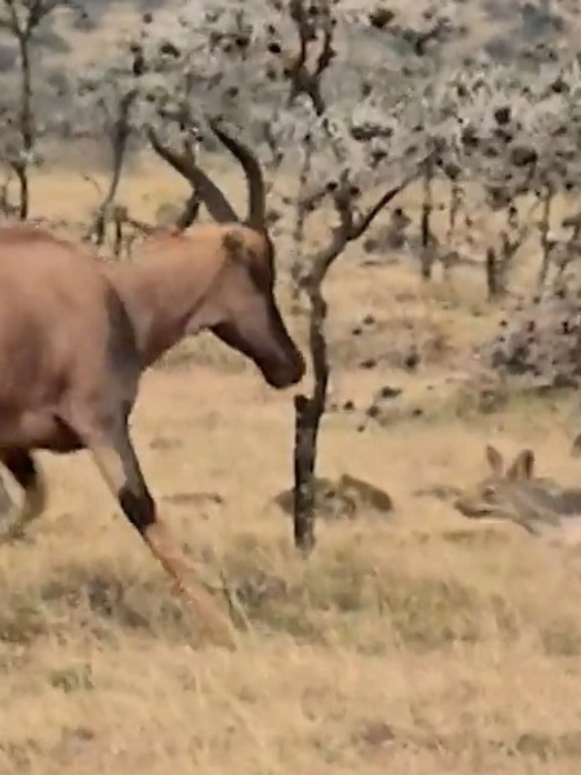 Bild zu: "Schakale machen Jagd auf Baby-Antilope! Kalb nach Geburt in Todesangst"