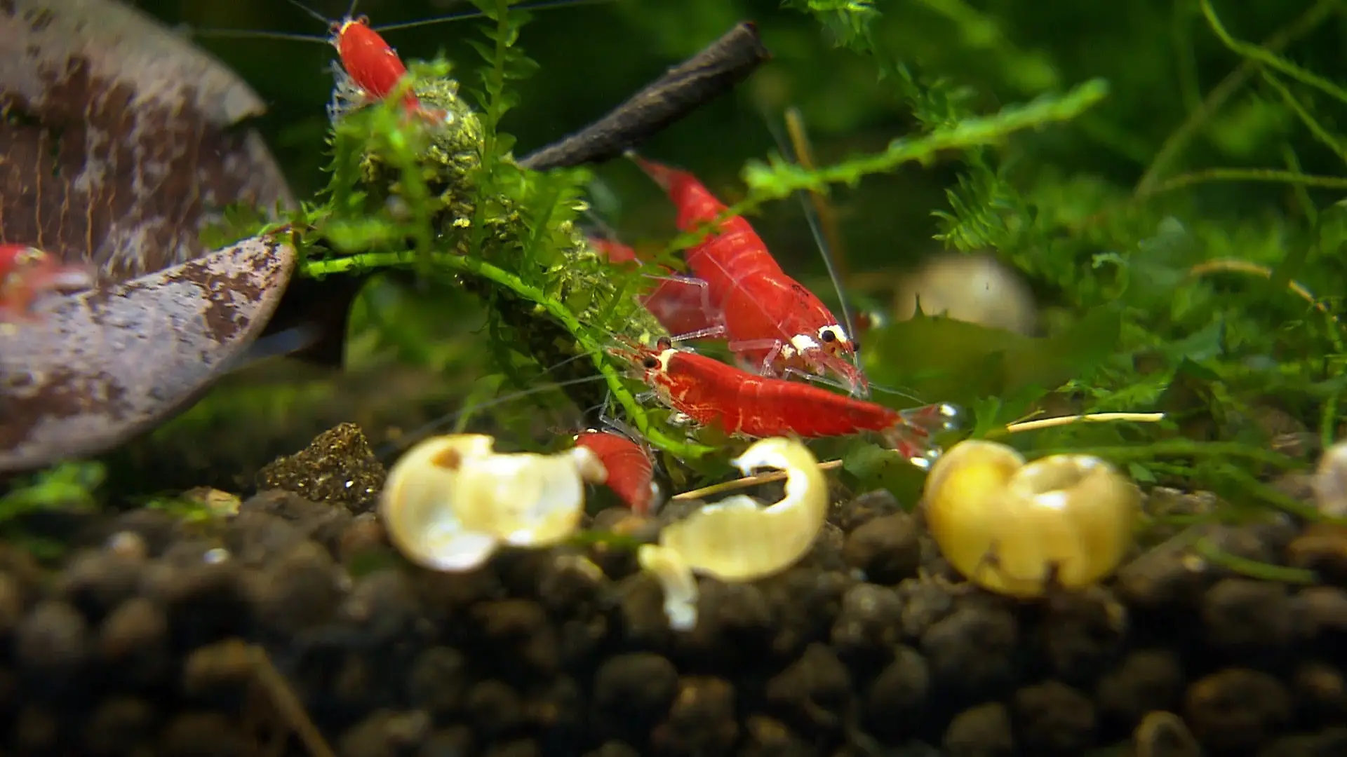 75 Aquarien voller Garnelen Wie ein Hobby außer Kontrolle geriet