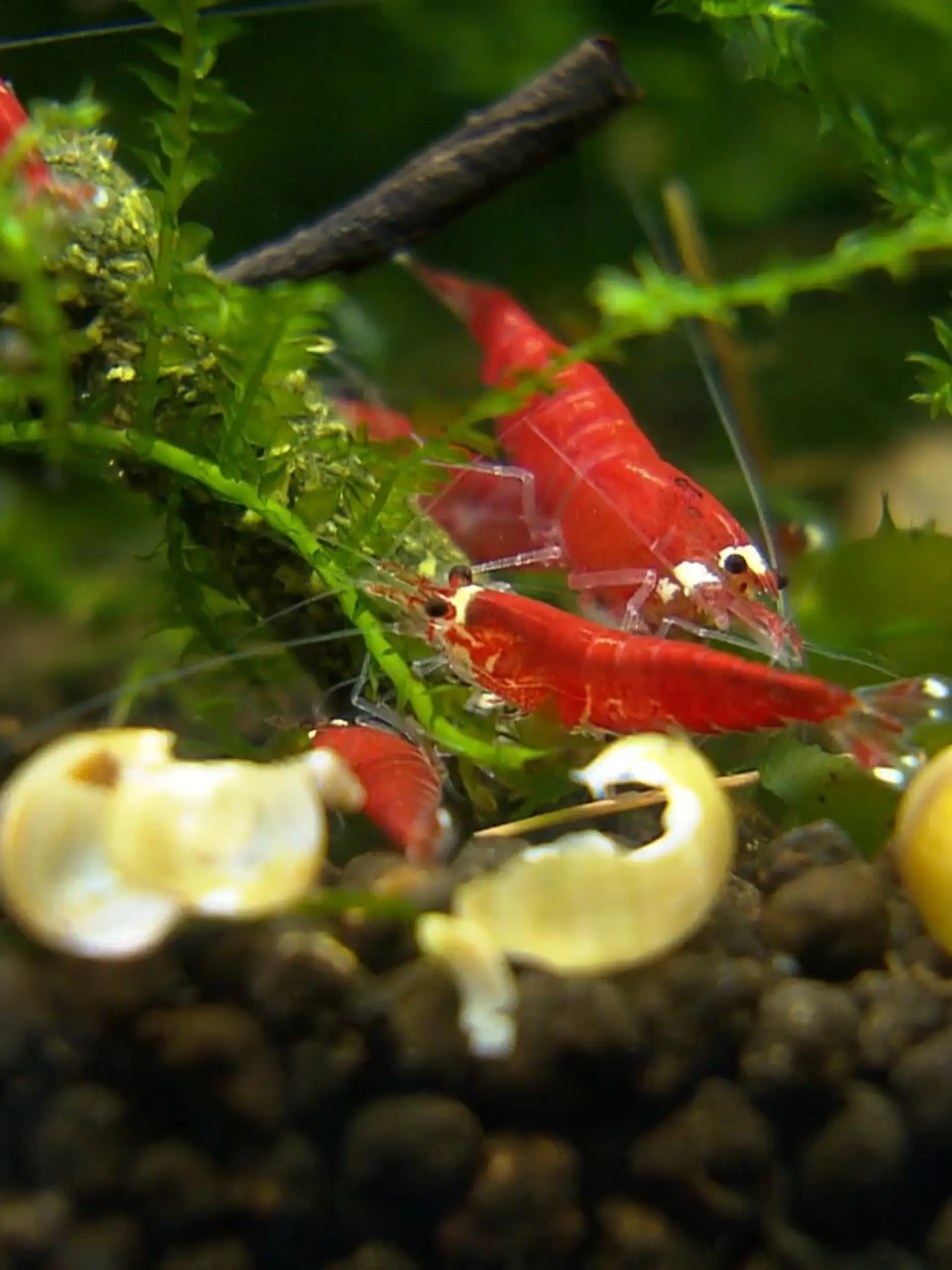 Bild zu: "75 Aquarien voller Garnelen"