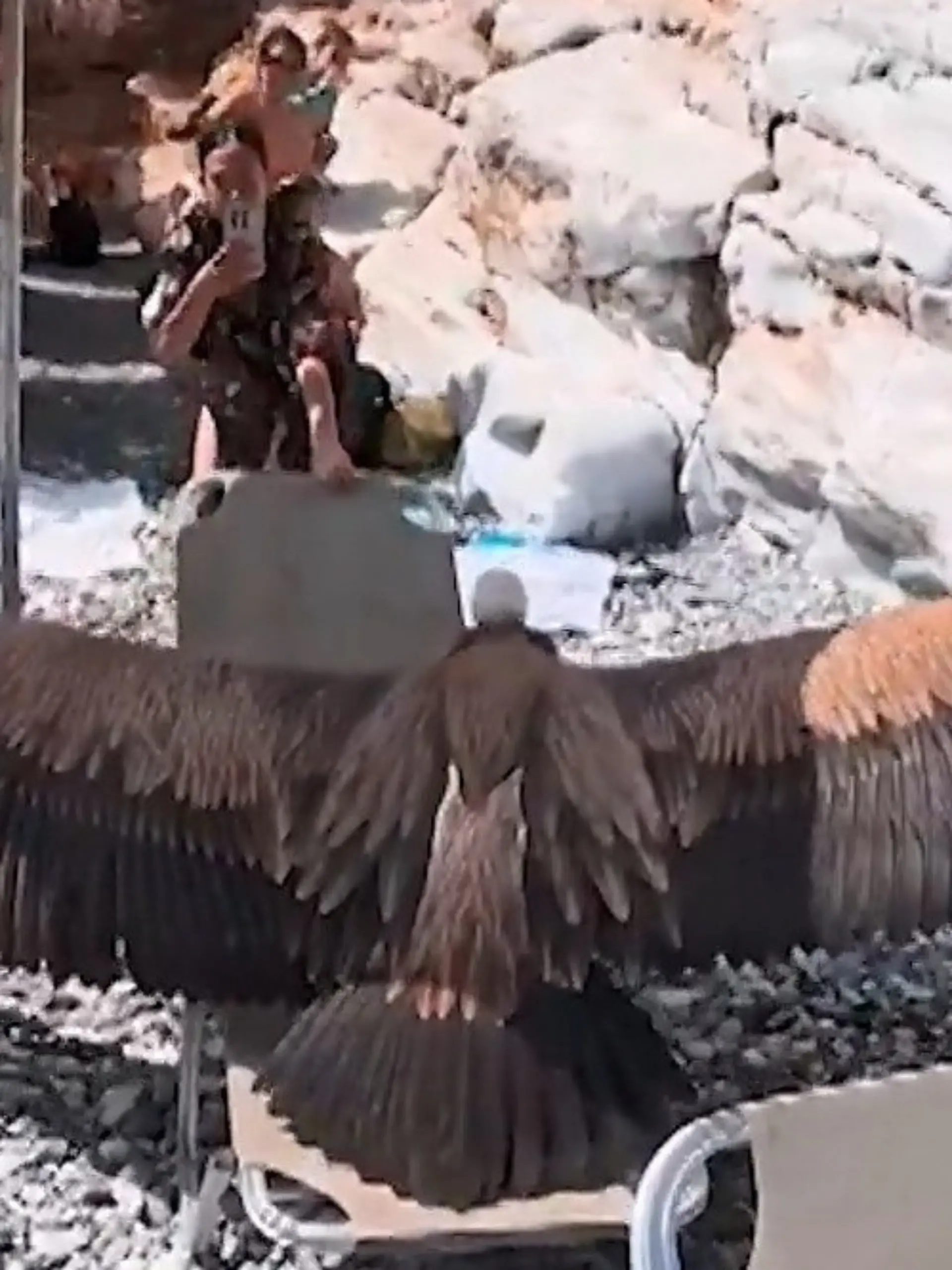 Bild zu: "XXL-Geier am Touri-Strand! Vögel kommen Menschen ganz nah - aus DIESEM traurigen Grund"