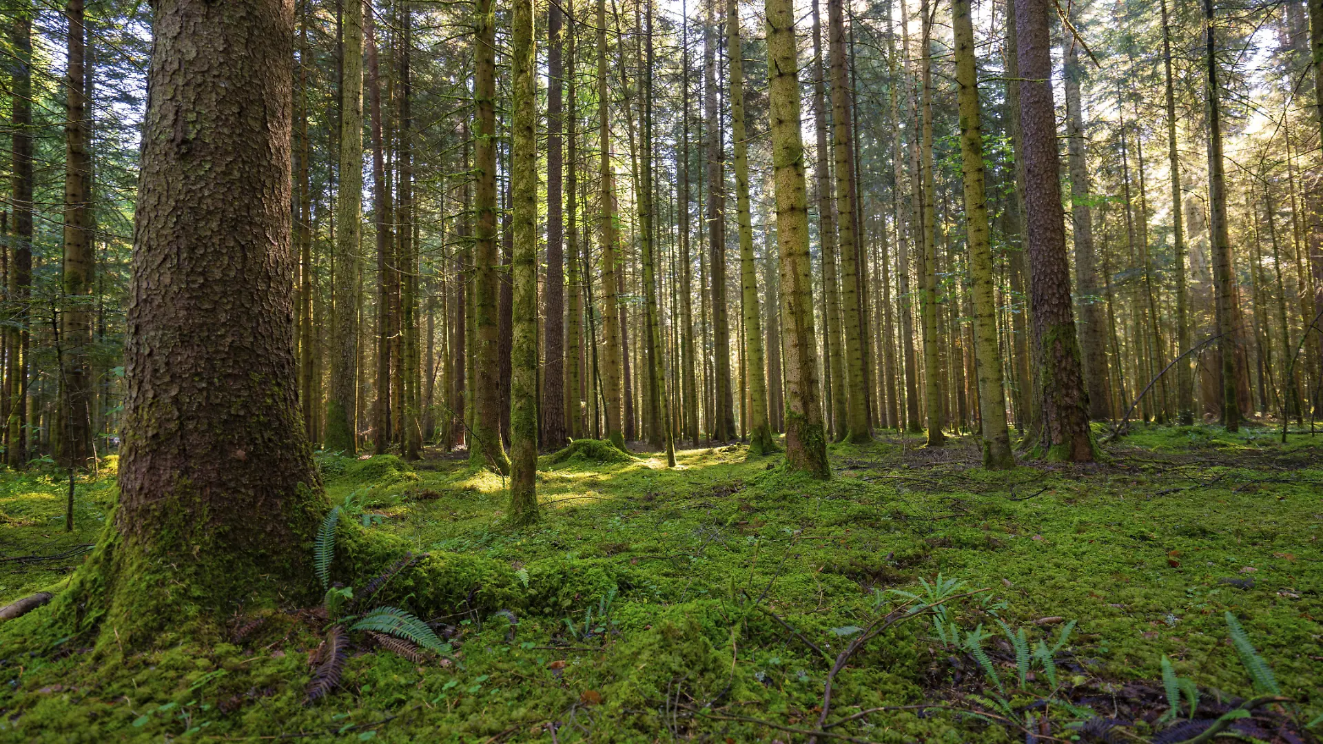 Eine Mutter aus Sachsen setzte ihren Sohn allein im Wald aus.