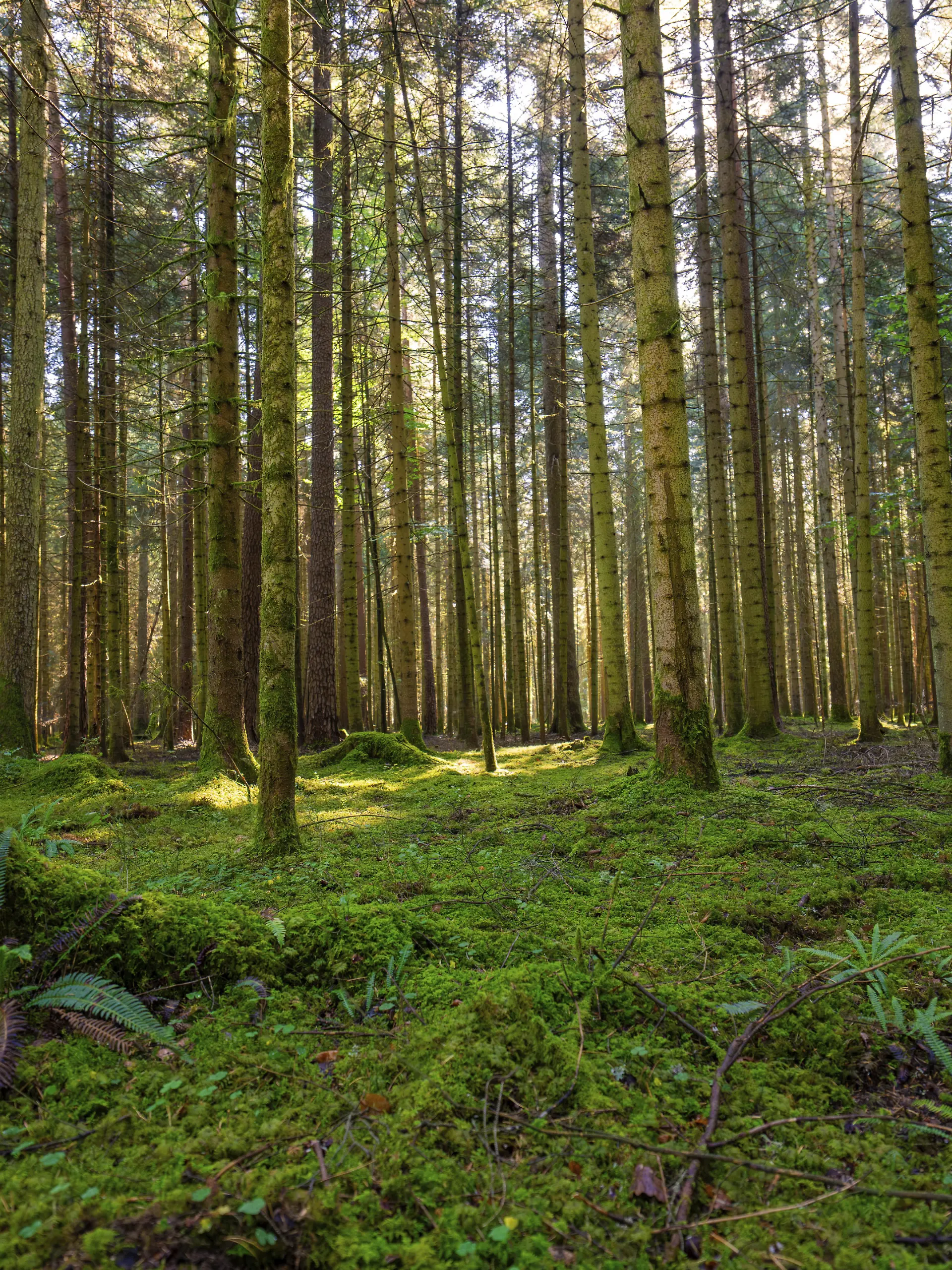 Eine Mutter aus Sachsen setzte ihren Sohn allein im Wald aus.