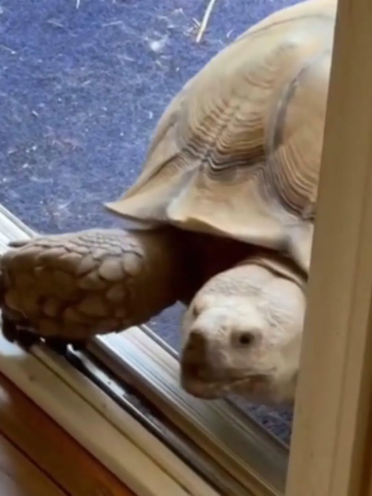Bild zu: "Schildkröte öffnet alleine Schiebetür"