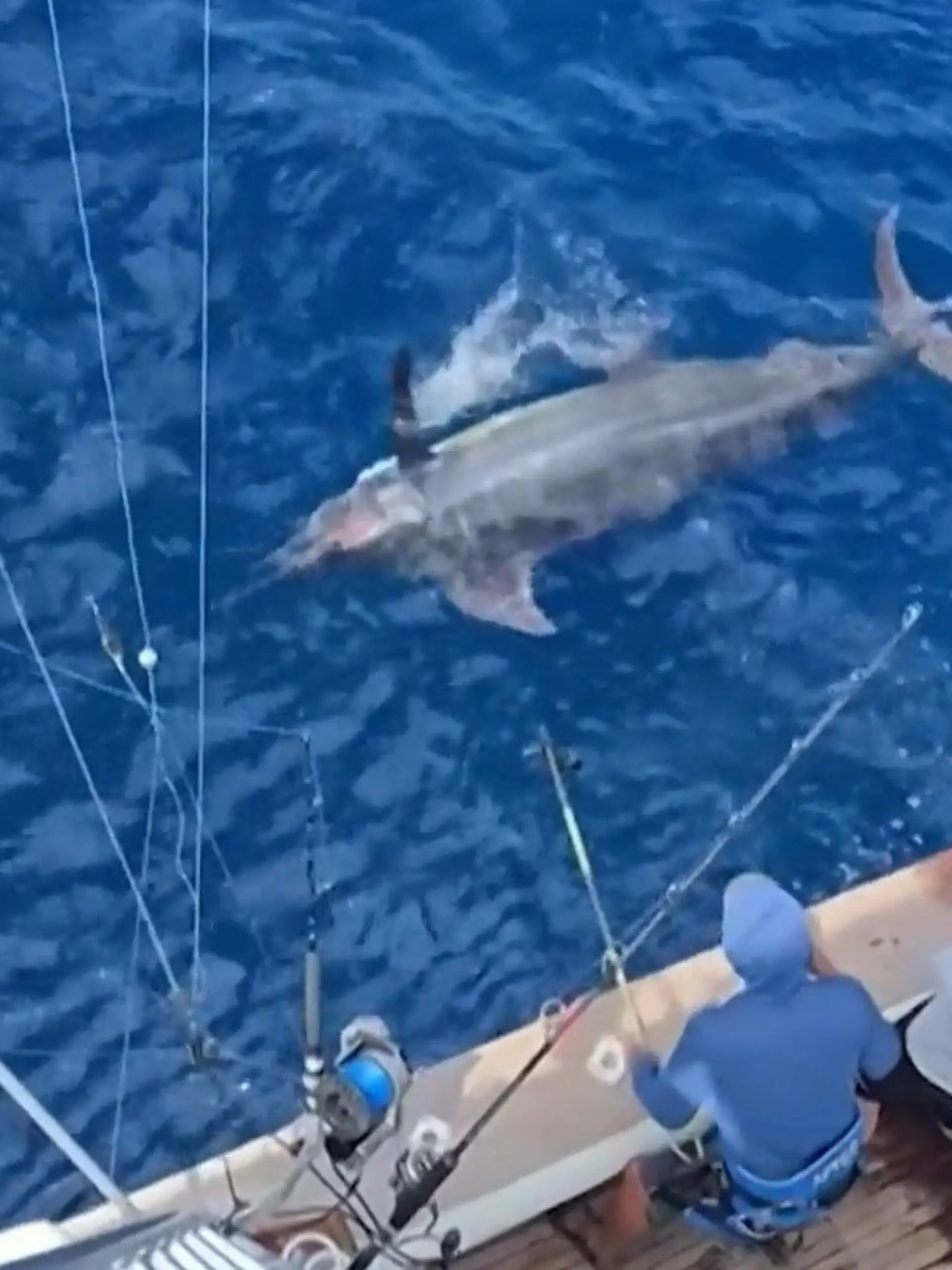 Bild zu: "Größter Fang der US-Geschichte! Fischer kämpfen stundenlang um 500-Kilo-Meerestier"