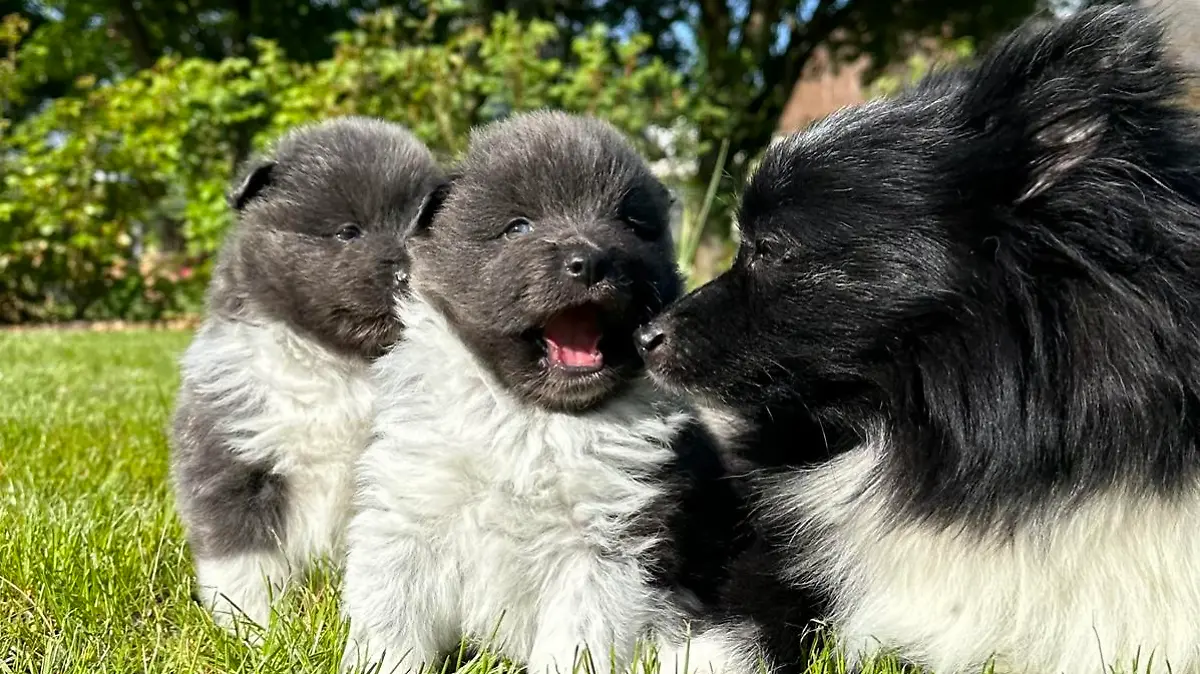 Die kleine Hundefamilie fühlt sich in der neuen Umgebung sichtlich wohl.