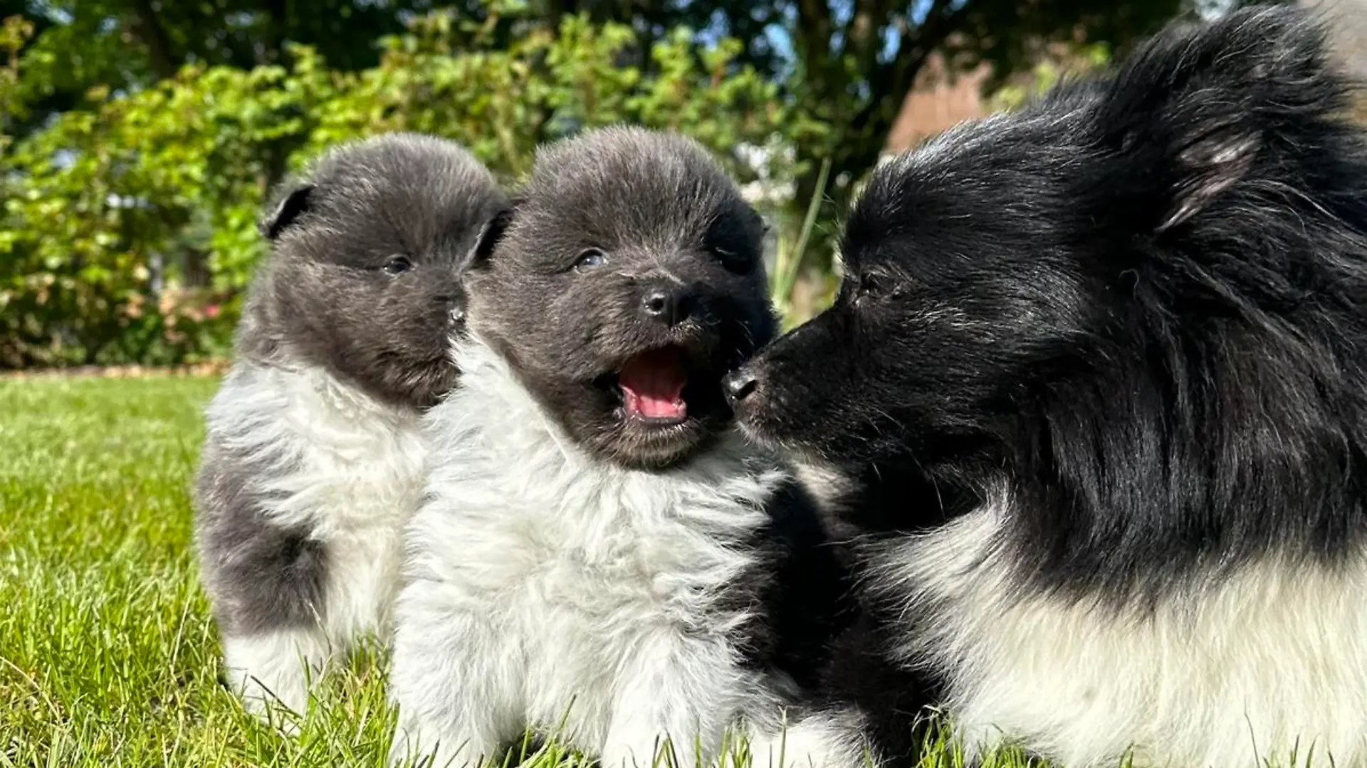 Die kleine Hundefamilie fühlt sich in der neuen Umgebung sichtlich wohl.